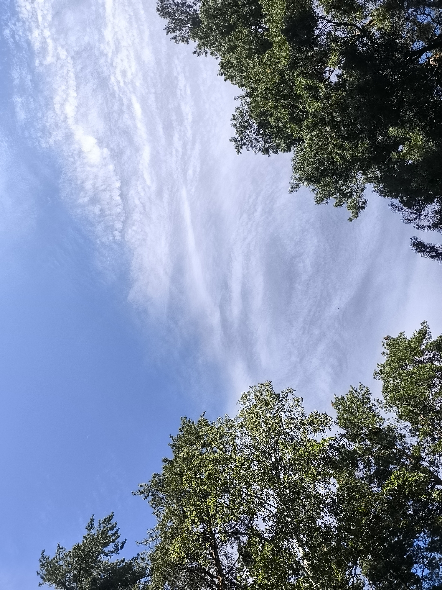 This is a photograph taken from a low angle, looking up through the canopy of trees towards a blue sky with wispy white clouds. The tops of evergreen trees, likely pines, frame the sky in the upper right and lower left corners. In the bottom center, the branches of a deciduous tree, possibly a birch, are visible. The sky is a clear, vibrant blue with scattered, delicate cirrus clouds that create a textured, streaky pattern. The lighting suggests it is daytime, likely late morning or early afternoon, with the sun filtering through the leaves and clouds. There are no people or animals visible in the image. The environment appears to be a natural setting, possibly a park or forest, within or on the outskirts of the city of Kirza, Russia.