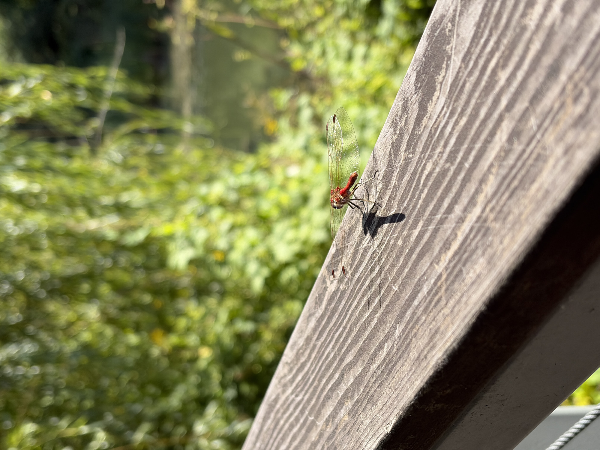 A close-up, eye-level shot captures a vibrant red dragonfly perched on a weathered wooden railing. The dragonfly, with its delicate, transparent wings, is the primary subject, positioned slightly to the left of the frame. Its body is a striking crimson, and its wings, though translucent, exhibit intricate veining and a faint pattern. The railing, made of dark, aged wood, displays prominent grain patterns and subtle scratches, indicating outdoor exposure.
In the background, a lush, green, out-of-focus natural environment unfolds. The foliage appears dense and varied, suggesting a wooded area or park. A body of water, possibly a pond or a slow-moving stream, is faintly visible amidst the greenery, reflecting the soft, diffused sunlight. The overall lighting is bright, suggesting a sunny day, with the sun casting a distinct shadow of the dragonfly onto the railing. The scene evokes a sense of tranquility and the beauty of nature. This image was taken in Khimki, Russia.
