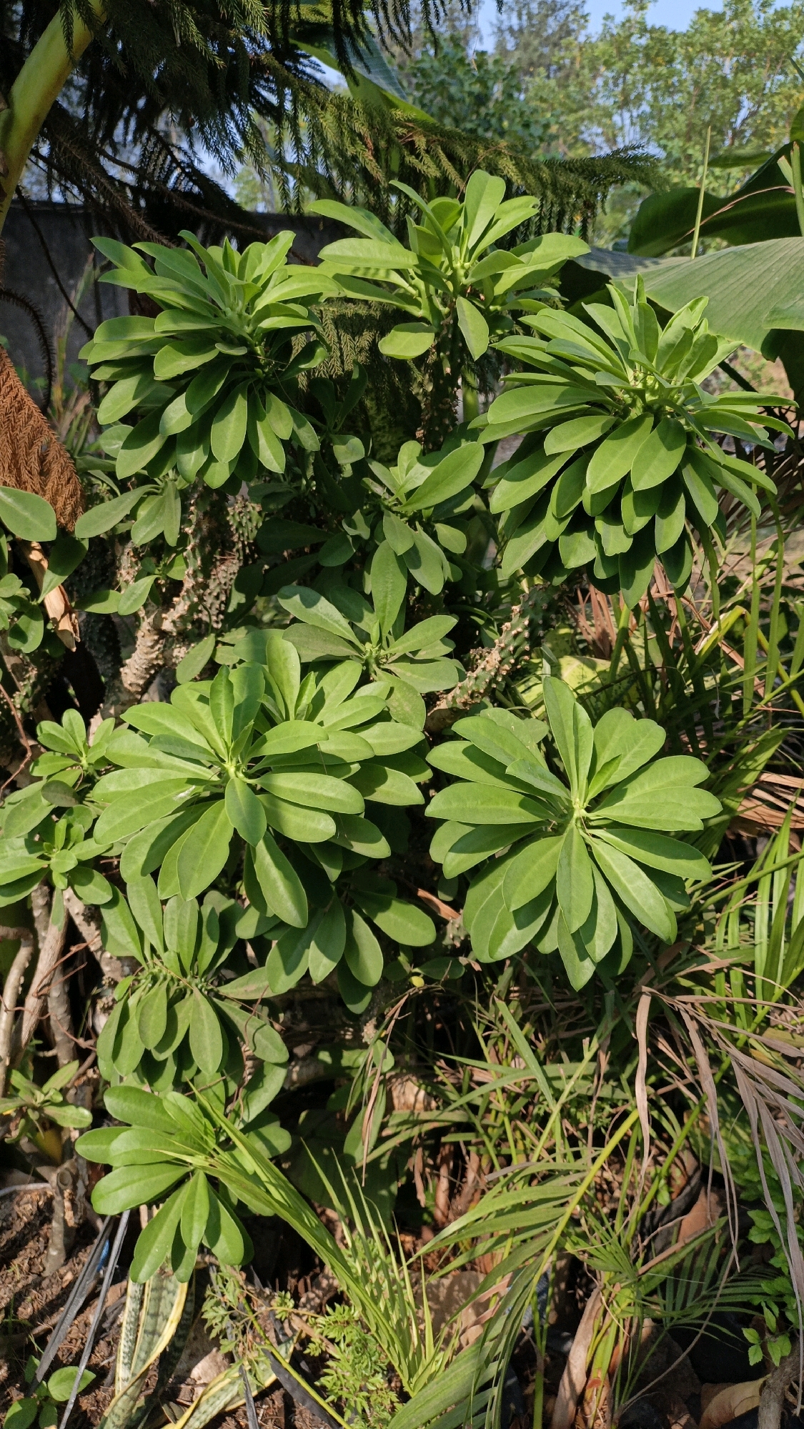 The image depicts a close-up view of a lush green plant with broad, oval-shaped leaves clustered at the ends of its branches. The plant's stem appears textured and slightly thorny. It is surrounded by other vegetation, including what looks like pine needles from a coniferous tree in the background and some palm-like fronds at the bottom and right. The lighting suggests it is daytime, with sunlight filtering through the leaves, creating some shadows. The overall setting appears to be an outdoor garden or natural environment. The location is identified as Cikal, Indonesia. There are no people or discernible actions in the image.