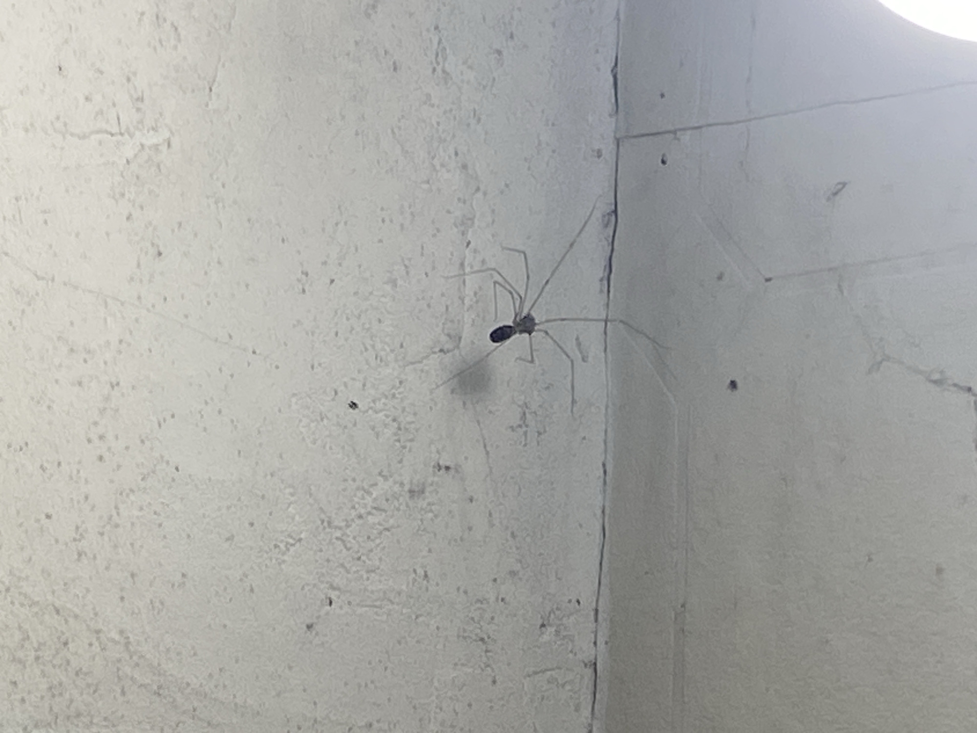 An arachnid with long, thin legs is perched on a textured, light-colored wall, near a seam, in a location unknown and unrelated to Debelt, Bulgaria.