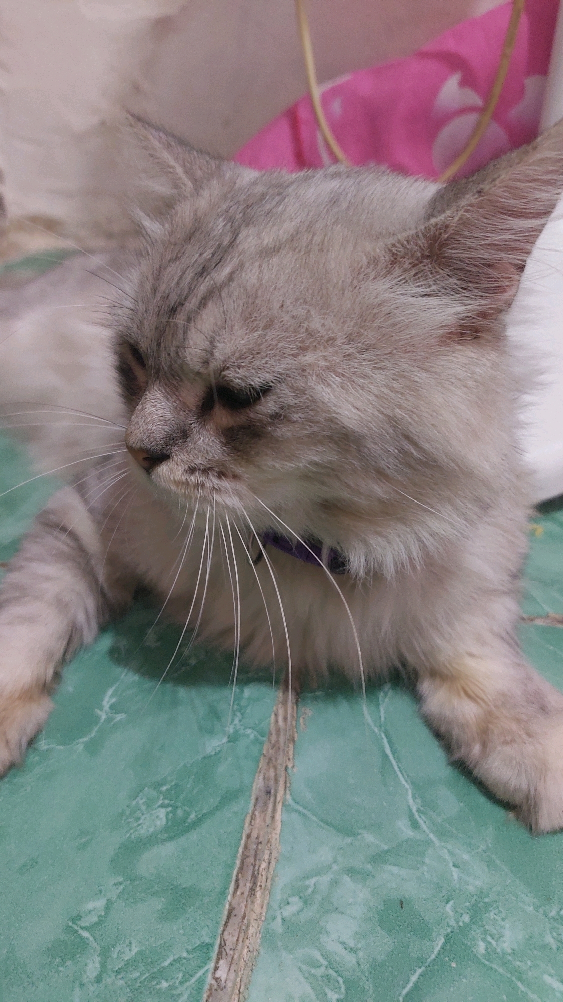 A close-up, eye-level shot shows a long-haired, light gray tabby cat with closed eyes resting on a green tiled surface. The cat wears a purple collar. In the background, out of focus, is a pink fabric with a floral pattern. The scene appears to be indoors, possibly in a home in Jatirogo, Indonesia, given the context.