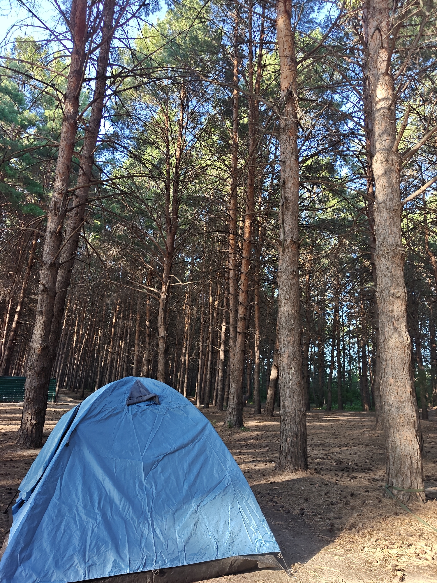 A blue tent is pitched on the ground in a pine forest. The ground is covered with pine needles and cones. Tall pine trees with brown bark surround the tent, their branches reaching towards a clear blue sky. Sunlight filters through the trees, casting shadows on the forest floor. In the background, more pine trees extend into the distance, creating a dense woodland. The scene appears to be in a natural setting within the Корнеев ауылдық округі, Kazakhstan. There are no people visible in the image.