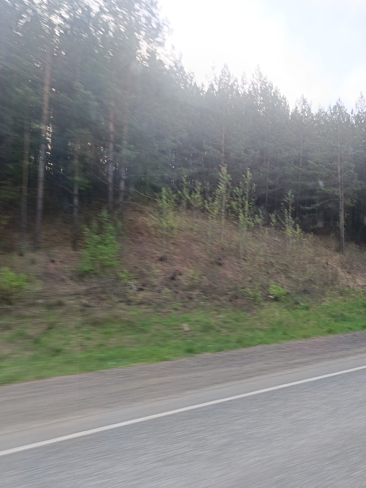 The image shows a blurred view of a forest next to a road. The forest is dense with tall trees. The road is gray and has a white line dividing it. The image appears to have been taken from a moving vehicle.