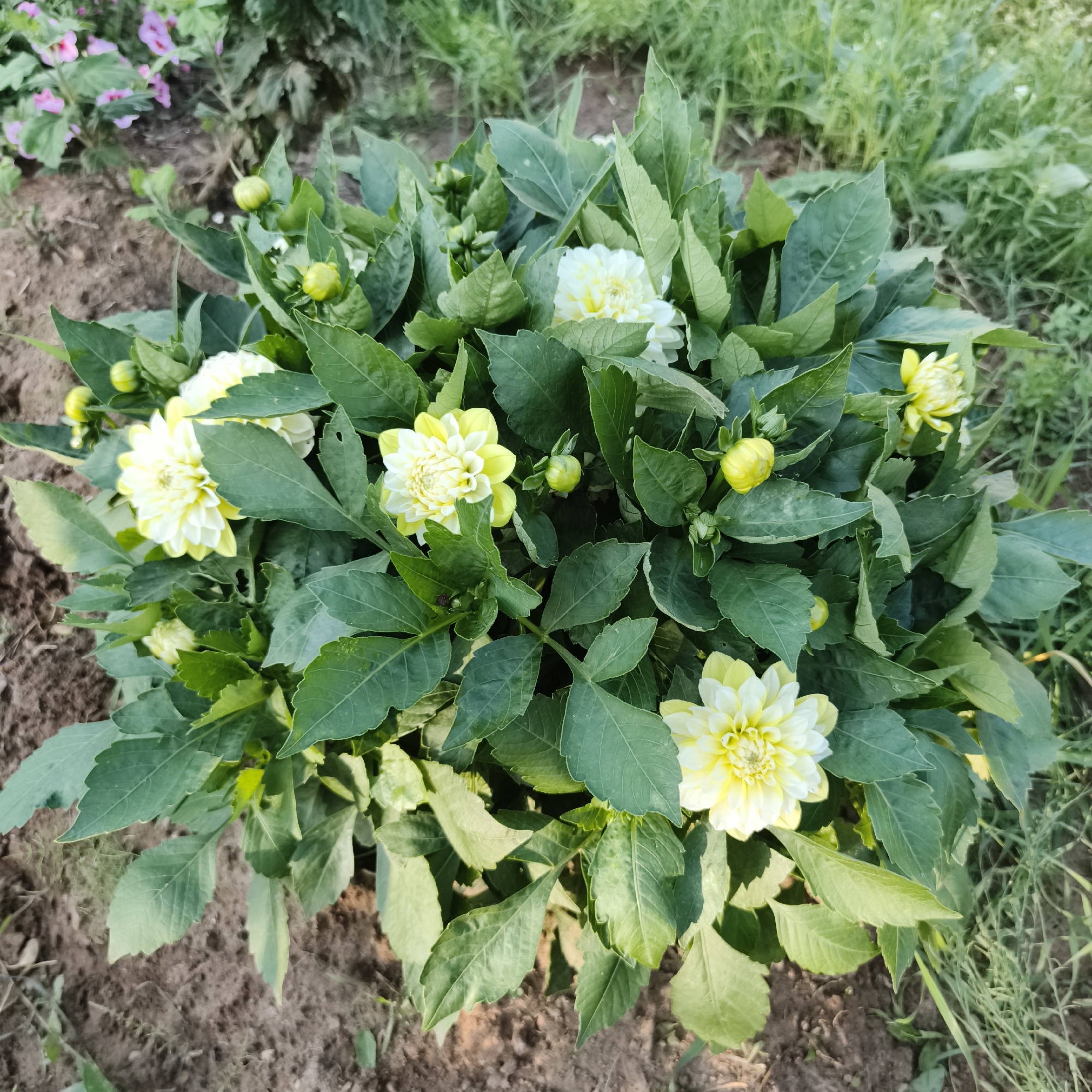 The media file shows a top-down view of a blooming dahlia plant in a garden. The plant has abundant green foliage and several white and yellow flowers in various stages of bloom. Some flowers are fully open, revealing their layered petals, while others are still in bud form. The soil around the plant is visible, appearing dry and dark brown. In the background, out-of-focus greenery and some pink flowers suggest other plants in the garden. The lighting suggests it is daytime, likely with bright sunlight, casting subtle shadows on the leaves. There is no visible text in the image. The scene depicts a natural outdoor setting, likely a garden in Chaikovsky, Russia, showcasing the beauty of the flowering plants.