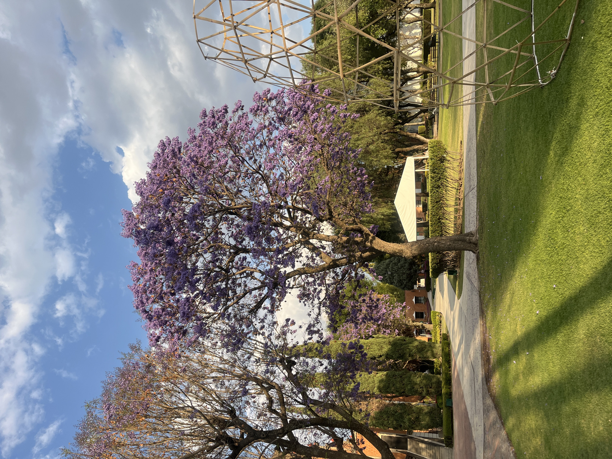 The image depicts a meticulously maintained outdoor public or institutional space in San Andrés Cholula, Mexico, under a partially cloudy blue sky with evidence of late afternoon or early morning sunlight casting long shadows. The central focus is a large Jacaranda tree adorned with vibrant purple blossoms, positioned slightly left of center. To its immediate left stands a tree with bare, dark branches, and further left, multiple tall, slender evergreen trees are visible.
The foreground consists of a manicured green lawn, exhibiting noticeable shadows and a scattering of fallen purple petals. Winding through the scene are paved pathways of a light-colored material, likely concrete or light-colored stone, which delineate grassy areas and connect to a building on the far left, accessible via a set of exterior stairs.
On the right side of the frame, partially in the foreground and midground, is a large, skeletal geodesic dome structure constructed from light-colored wooden or bamboo poles. In the midground, to the left of the dome and behind the central Jacaranda tree, a large white event tent is erected on a grassy area. In the background, past the tent and pathways, more trees are visible, along with architectural elements of reddish-brown buildings and distant park benches. No individuals are visible within the frame.