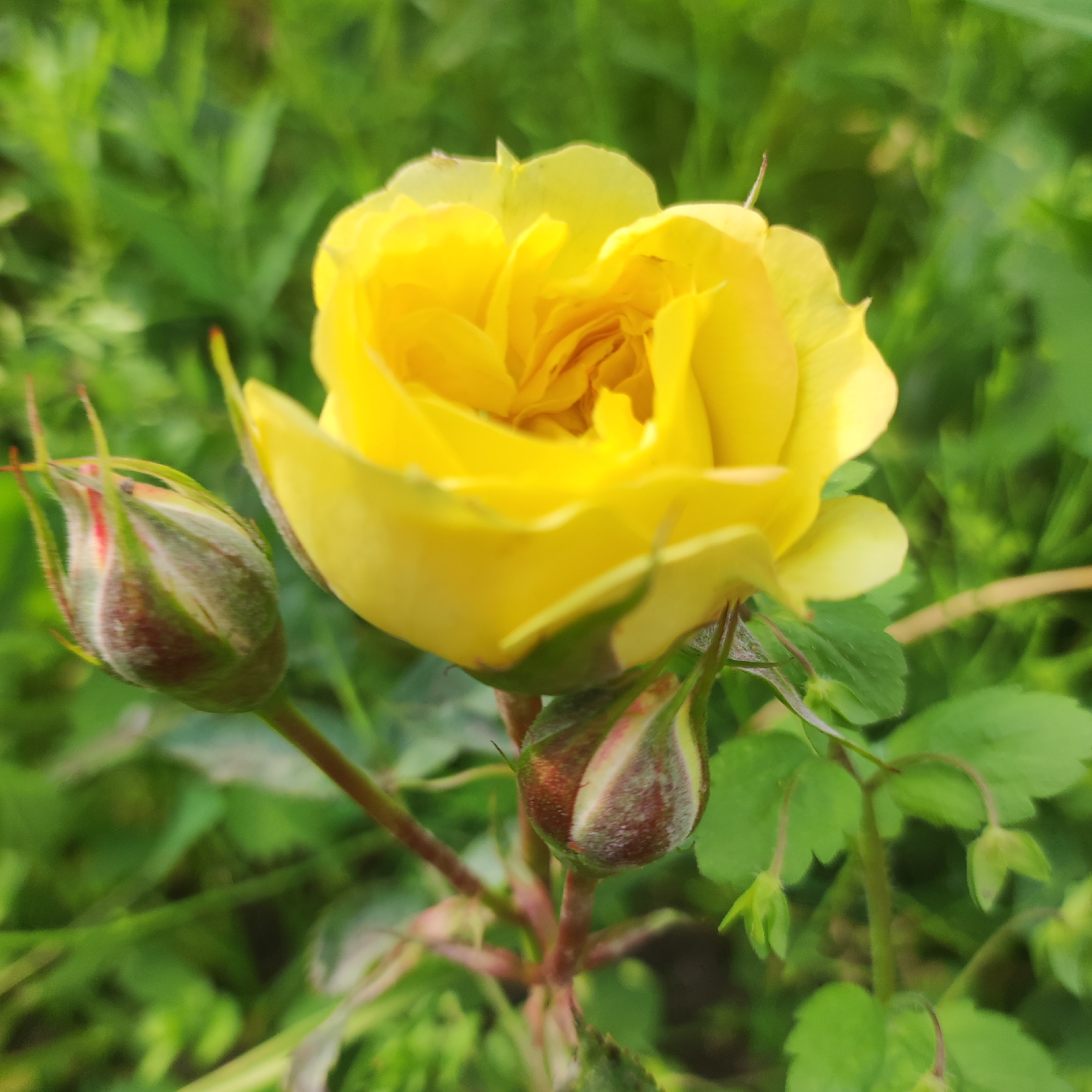 A bright yellow rose in full bloom is the central subject of this outdoor image. The rose, with its tightly furled petals in the center and more open ones towards the outside, exhibits a vibrant hue. To the left and slightly below the main bloom, two rosebuds are visible, their outer sepals a mix of green and reddish-brown, hinting at developing flowers. The rose and its buds are set against a softly blurred background of green foliage, suggesting a garden or natural setting. The lighting appears to be natural daylight, casting subtle shadows and highlighting the texture of the petals and buds. The overall impression is one of natural beauty and growth. The image is a close-up shot, emphasizing the intricate details of the rose. The location of Navoloki, Russia, is not visually identifiable within the provided image.