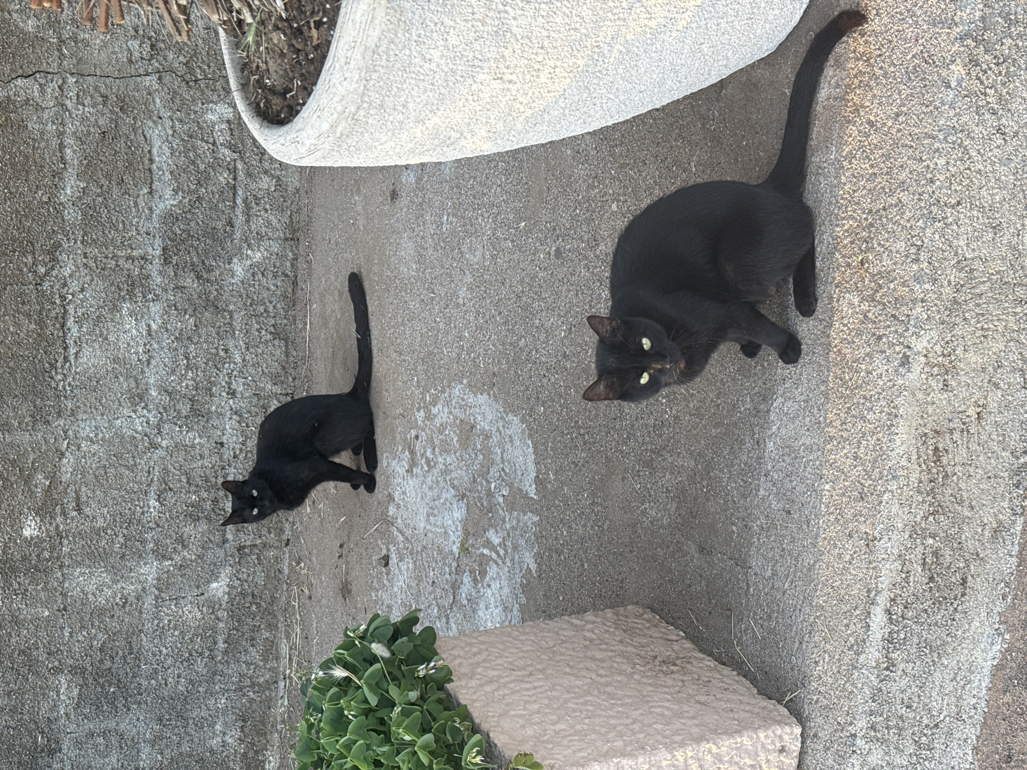 Two black cats are positioned on a concrete surface in an outdoor setting. The larger cat is on the right side of the frame, lying down with its body angled towards the top right, while its head is turned to look directly upwards at the viewer, displaying bright yellow-green eyes. Its tail extends towards the top right corner. A second, slightly smaller black cat is on the left, lying down parallel to a textured concrete wall, also looking towards the viewer with bright eyes.
The ground beneath the cats is a rough, mottled grey concrete. To the upper right, a large, light-colored concrete planter, filled with dry soil and some sparse dry vegetation, curves into the frame. Along the left edge, a darker, highly textured concrete or stone wall runs vertically. In the lower central part of the image, there is a patch of vibrant green, leafy ground cover, possibly clover, next to a light-colored, rectangular concrete block or step. The scene is illuminated by bright daylight, casting subtle shadows and highlighting the rough textures of the surfaces. There is no visible text. The location is Boreti, Montenegro.