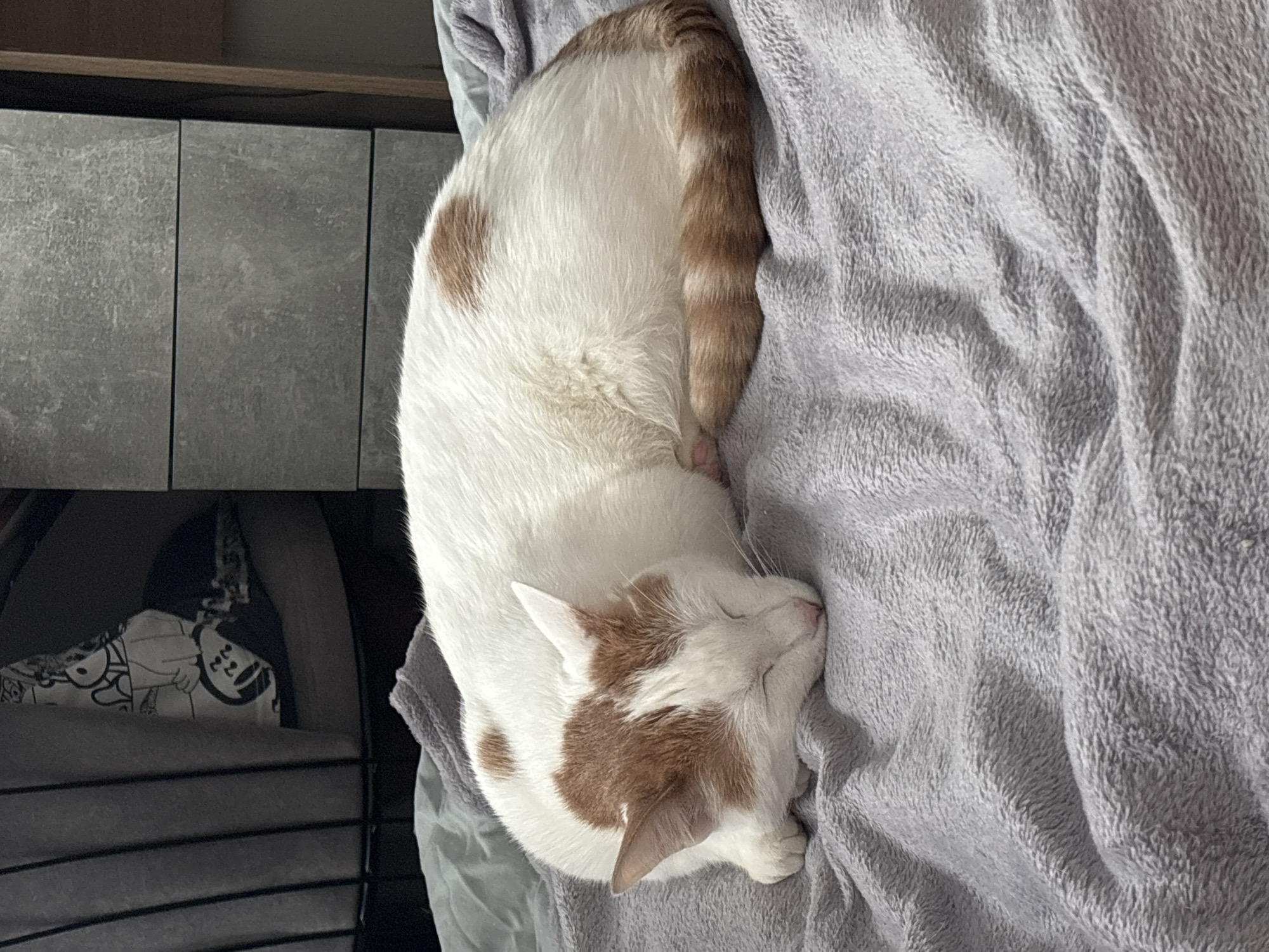 A white cat with brown patches is sleeping on a gray blanket. The cat is curled up with its head near its tail. A dark gray cabinet is visible to the left of the blanket. To the left of the cabinet, a cat bed with a white liner with cartoon faces can be partially seen.
The location in the city of Ligolambi, Russia cannot be identified in the image.