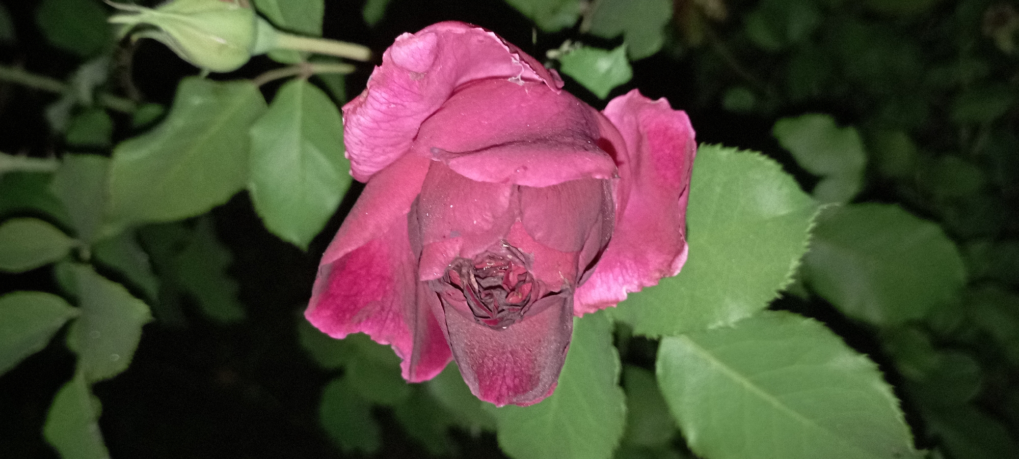 A close-up, low-light photograph captures a deep pink rose, partially bloomed and slightly withered at its center. The petals are velvety in texture, with visible veins and a subtle sheen, possibly from dew. The rose is angled towards the left, with its stem and leaves forming a dark green backdrop. To the upper right, a lighter green rosebud is visible, still tightly closed. The scene appears to be an outdoor garden setting, with the dark background suggesting it was taken at night or in deep shadow. There are no people or animals present. The image was taken in the city of Radisne, Ukraine.