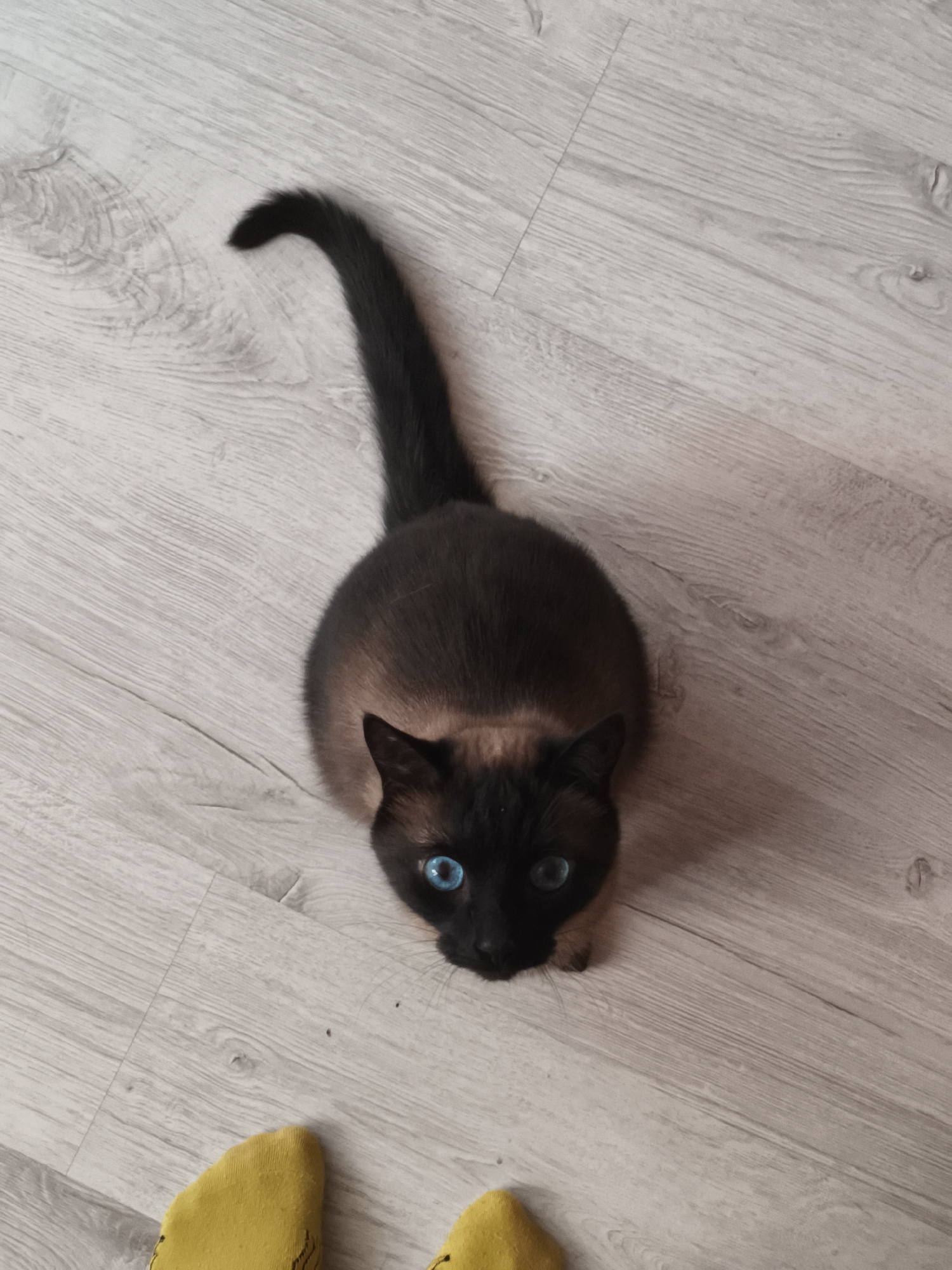 A Siamese cat with blue eyes, dark brown fur, and a long, dark tail is looking directly up at the camera. The cat is positioned on a light-colored, wood-patterned floor. A small portion of a person's foot wearing a yellow sock is visible at the bottom left of the frame. The photograph appears to have been taken in Русский Вожой, Russia.
