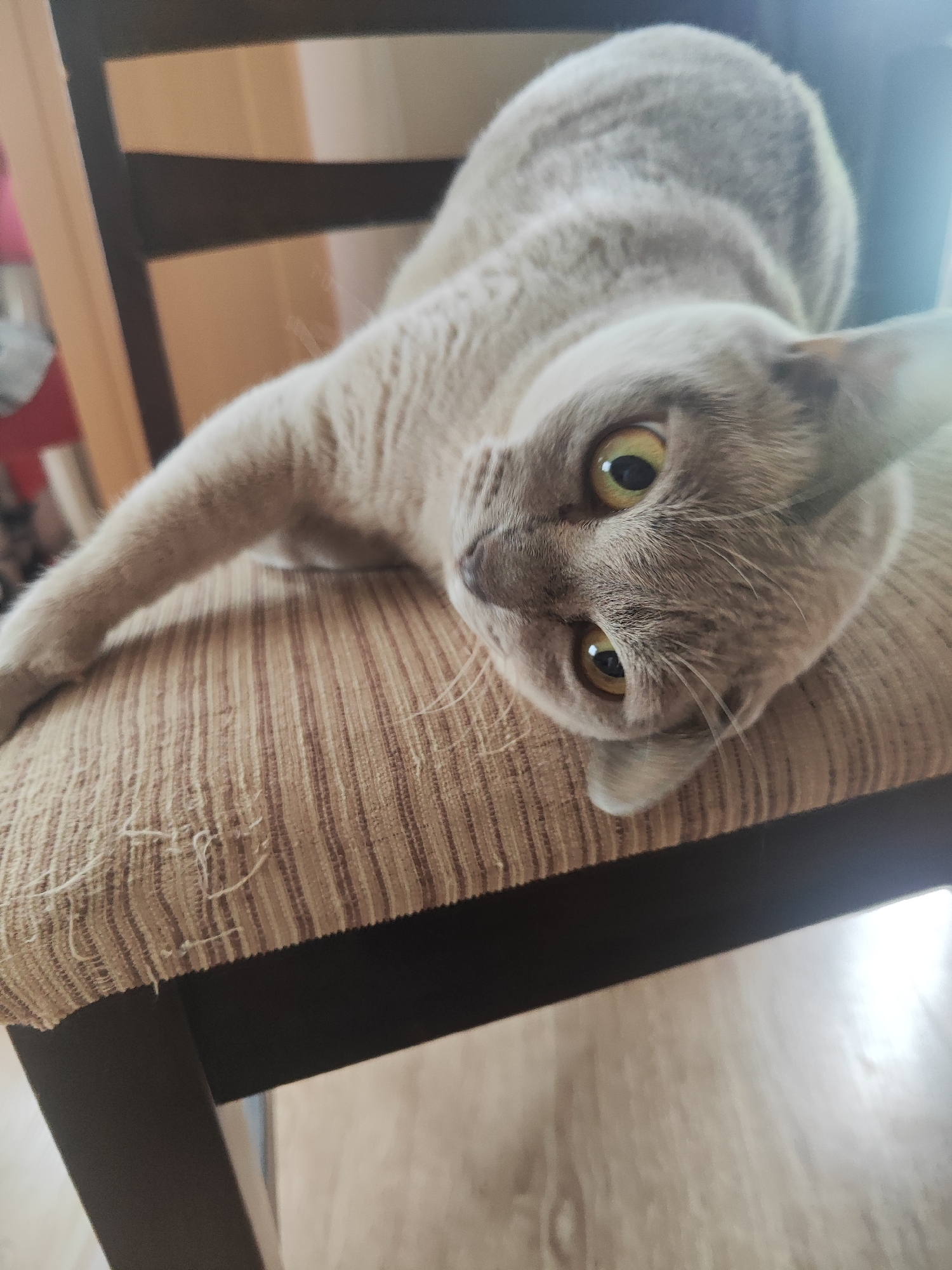 A grey cat with yellow eyes is lying on a chair. The cat is looking at the camera and has its paw extended. The chair is made of wood and has a striped cushion. The background is blurred but appears to be an indoor setting with wooden furniture. The image was taken in the city of Gvardeysk, Russia.