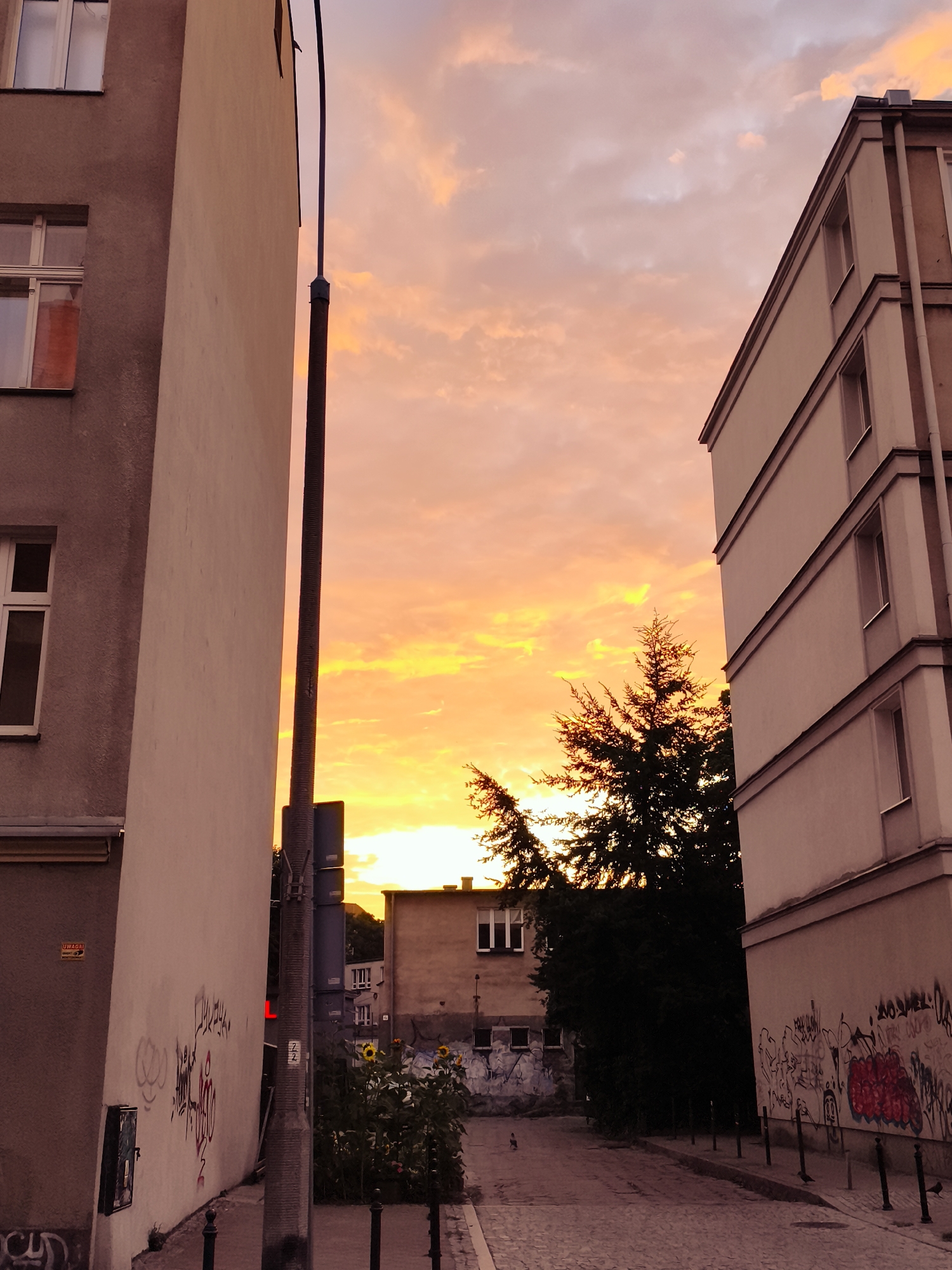 The image depicts a street scene in Gdańsk, Poland, at sunset. Two multi-story buildings flank a cobblestone street. The building on the left has graffiti on its lower section and a visible electrical box. The building on the right, with multiple windows, is partially silhouetted against the vibrant, orange and yellow sky filled with scattered clouds. A tall lamppost stands in the center of the frame. Trees, including a prominent evergreen, are visible between the buildings. In the distance, a smaller building with windows is visible, and a cluster of sunflowers grows in front of it. The scene is devoid of people but suggests recent human activity through the graffiti and urban setting.