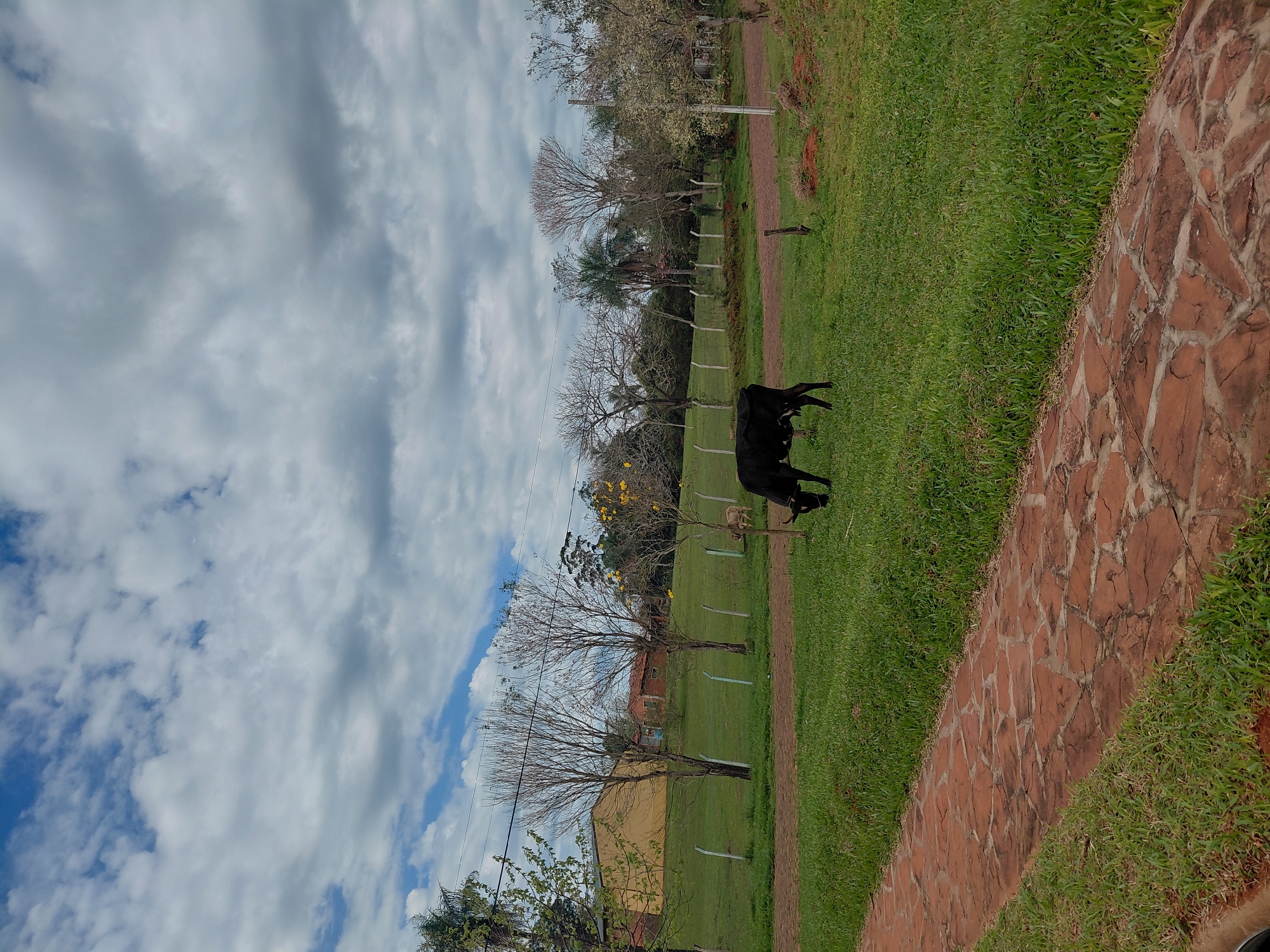 A black cow is grazing in a grassy field under a cloudy sky. A brick pathway runs along the left side of the image. In the background, there are trees and buildings. The scene appears to be in a rural area, possibly on the outskirts of Trinidad, Paraguay.