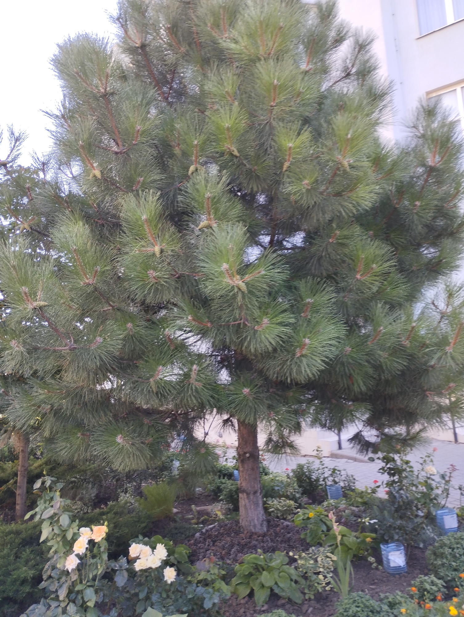 This image depicts a close-up view of a pine tree with green needles and brown branches. Some small pine cones are visible on the branches. In the foreground, there is a garden with several roses, some yellow and some white, growing among other green plants and dark soil. The background shows a portion of a light-colored building with windows, suggesting an urban setting. The presence of the building and the manicured garden implies a residential or public area in the city of Chornomorsk, Ukraine. There are no people visible in the image, and no actions or interactions are taking place. The overall scene is static and focuses on the natural elements of the pine tree and the garden.