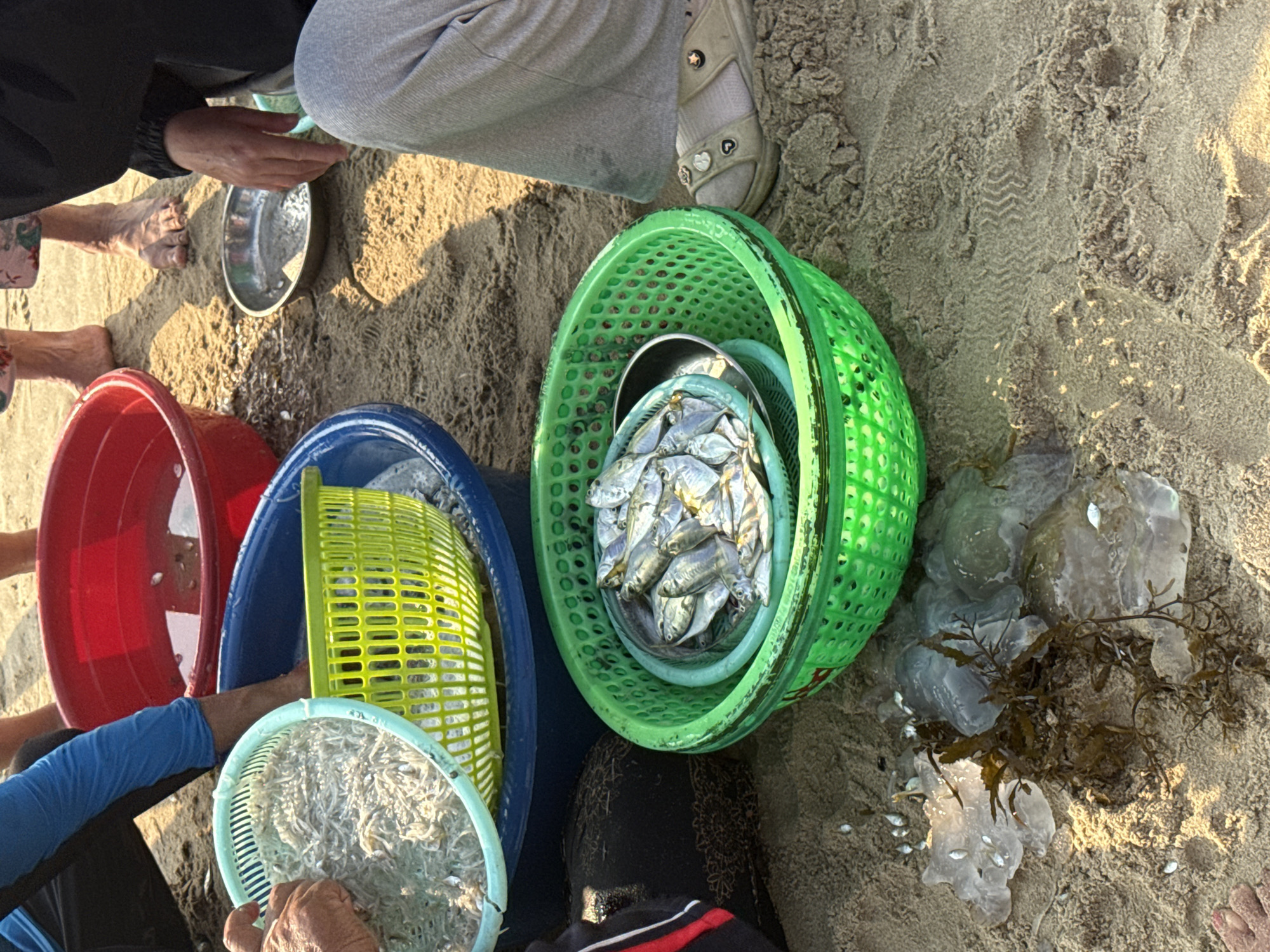The image shows a beach scene with several people surrounding various baskets containing seafood. The location is likely in Đà Nẵng, Vietnam, given the type of seafood and the general setting. A red bucket and a blue basket with a yellow inner basket are visible, along with a light blue basket holding small, white fish. A green basket contains larger, silver-colored fish inside a metal bowl. Next to the green basket are jellyfish and seaweed. The people are wearing casual clothing and are either barefoot or wearing sandals. The ground is sandy. Some fish are spilled on the sand near the jellyfish.