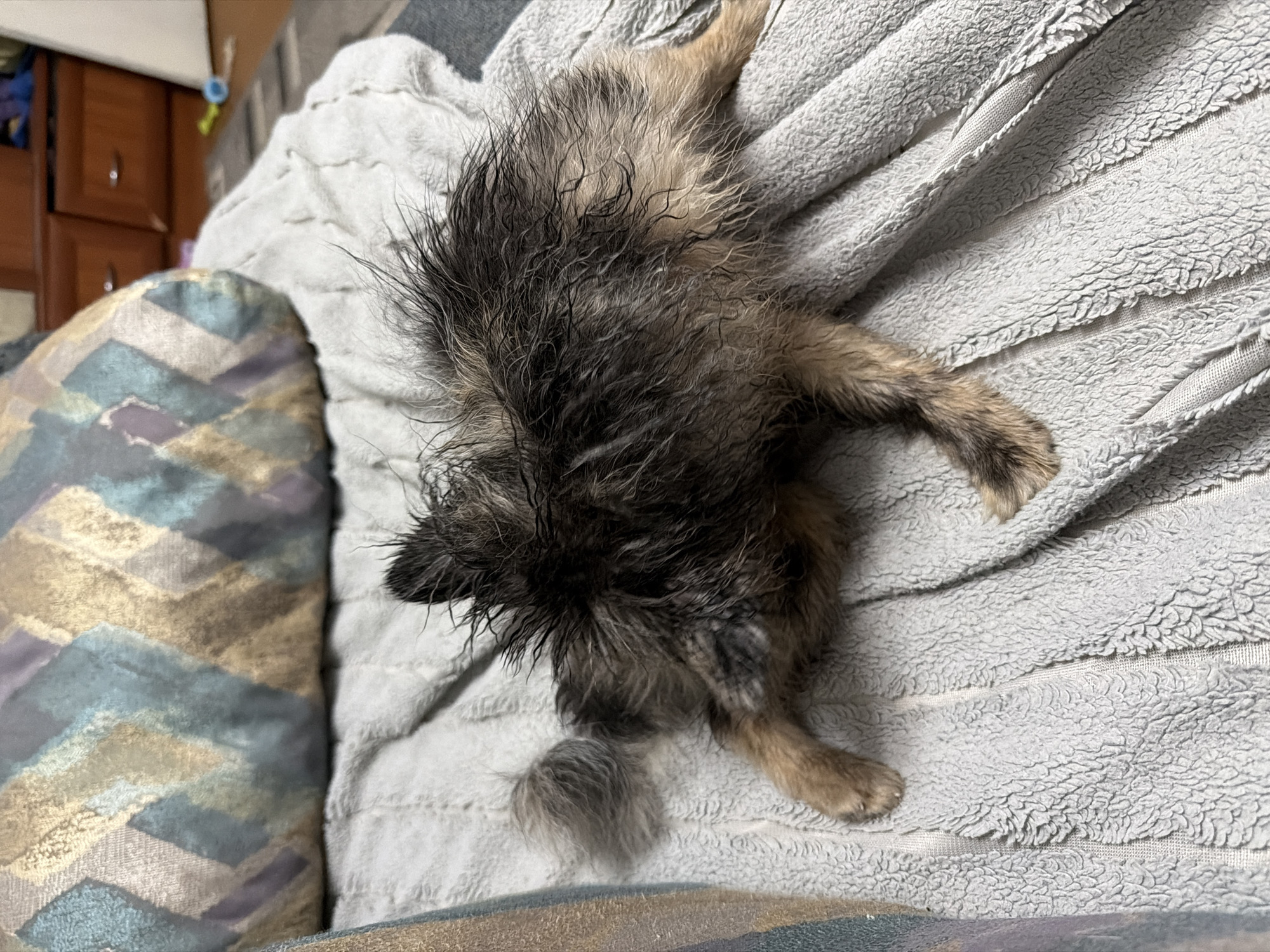 An adult, small-breed dog with shaggy, wet, dark brown and tan fur is lying on its side on a light gray, textured blanket. The dog's head is turned away from the camera and appears to be resting on the blanket. Its paws are splayed out. Behind the dog, a pillow with a geometric pattern of blue, gray, and gold diamonds is visible. Further in the background, wooden drawers or cabinets are present, and a blurry yellow and blue dog toy is on the floor. The scene appears to be indoors, in a residential setting. The image does not provide any information about the city of Chaikovsky, Russia.