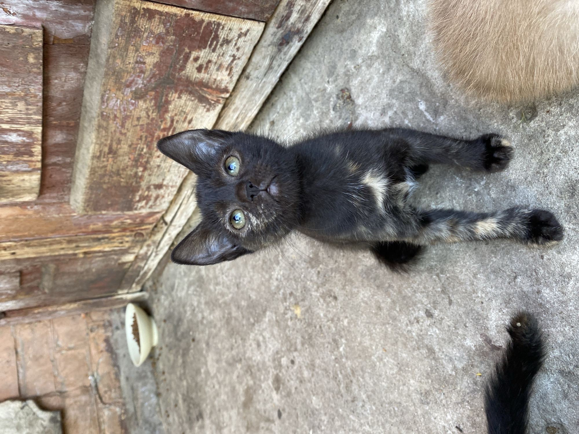 A calico kitten sits on a concrete surface in front of a weathered wooden door. The kitten is predominantly black with patches of orange and white, and has striking blue eyes. To the left of the kitten, a black tail is visible, and to the right, the fur of another, lighter-colored animal is partially seen. In the background, a small white bowl containing kibble is placed on the ground. The scene appears to be outdoors, likely in an urban or suburban setting.