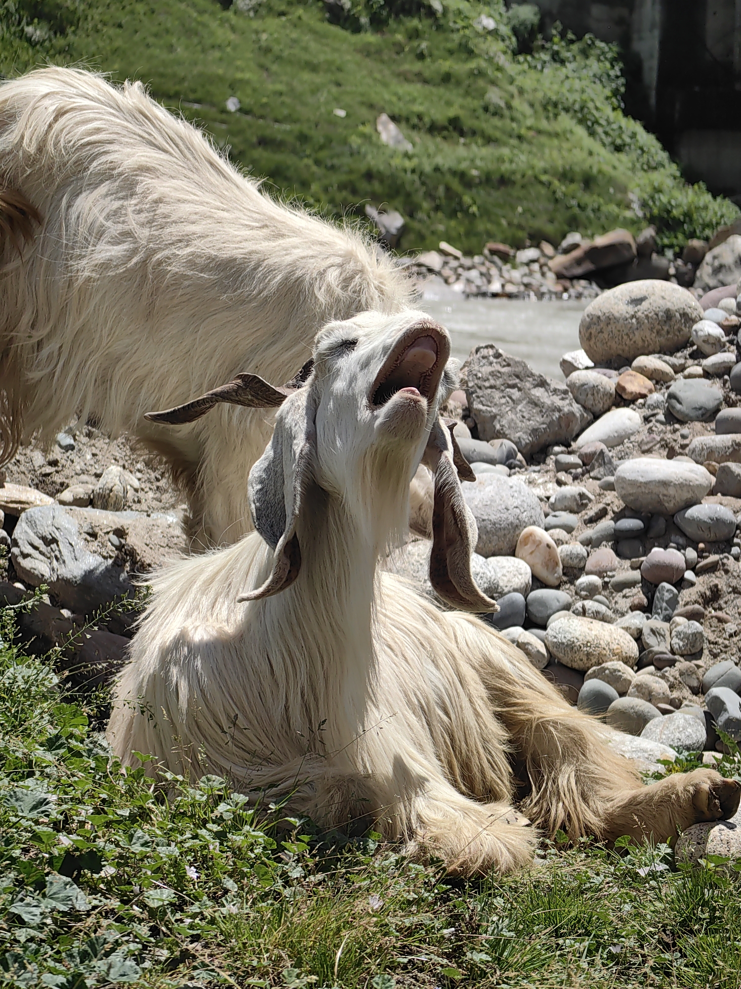 Two light-colored, shaggy goats are in a natural environment. One goat, in the foreground, is sitting with its head thrown back and mouth open, appearing to be vocalizing or yawning. It has long, floppy ears and curved horns. The second goat, mostly out of focus in the background, is standing behind the first. The ground is covered with green grass, small plants, and numerous grey and beige rocks. A body of water, possibly a river, is visible in the middle ground, and a grassy slope with some vegetation rises behind it. The scene appears to be in a rocky, outdoor area near water, consistent with the terrain around Koksar, India.