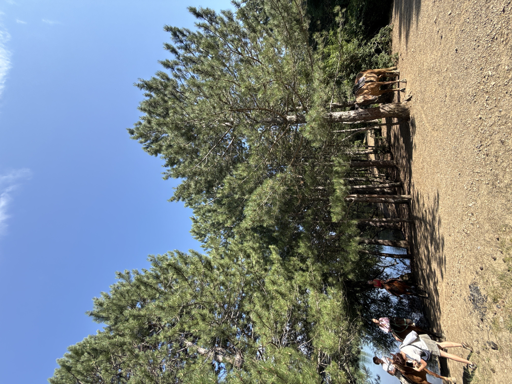 In Zaprudnoe, Ukraine, an outdoor scene unfolds under a clear blue sky with a few wisps of clouds. Dominant pine trees with dense green foliage line a dirt path, casting dappled shadows. To the left, a body of water, likely a lake or sea, is visible. A group of individuals is engaged in horseback riding along the water's edge. Three people are mounted on horses, with one rider in a red top and another in a pink top. A fourth person stands on the shore, holding a phone, seemingly taking a photograph. Further to the right, a lone horse stands tethered to a tree, its saddle visible. The ground is covered in dry soil and small stones, characteristic of a woodland trail. The overall atmosphere is peaceful and natural, suggesting a recreational activity in a scenic location.