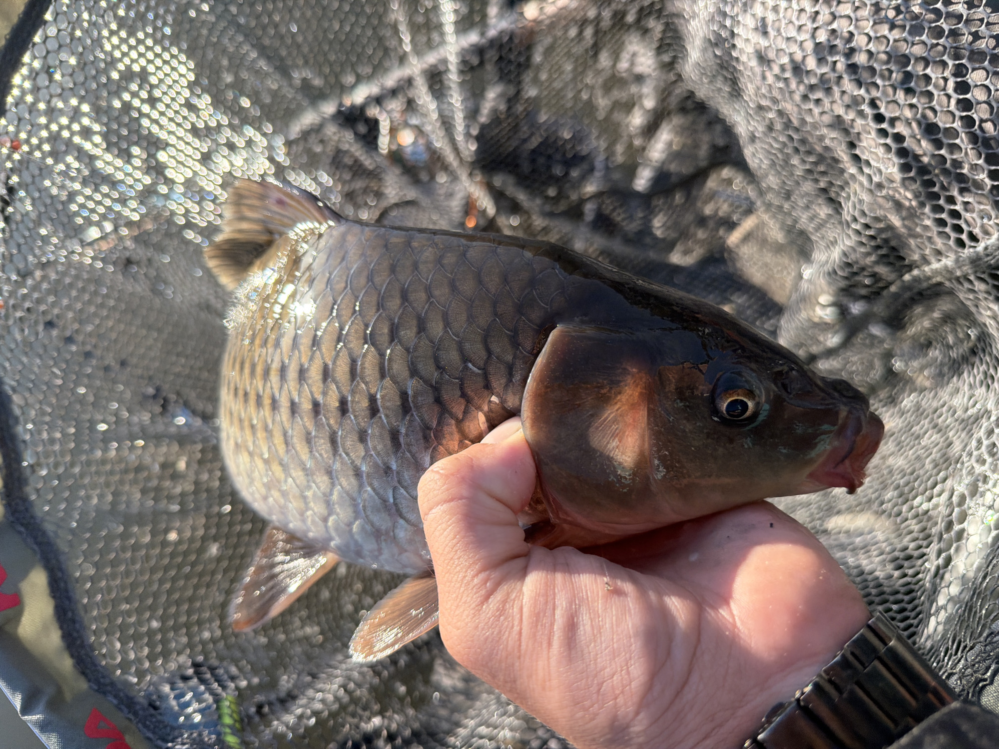 A person's hand is holding a small, dark-colored fish in a mesh net. The fish has visible scales, fins, and an eye. The person's wrist has a watch on it. The background is a blurred mesh net, and some indistinct objects are visible outside the net. There is no indication in the image that shows the location of Belaya Gora, Russia.