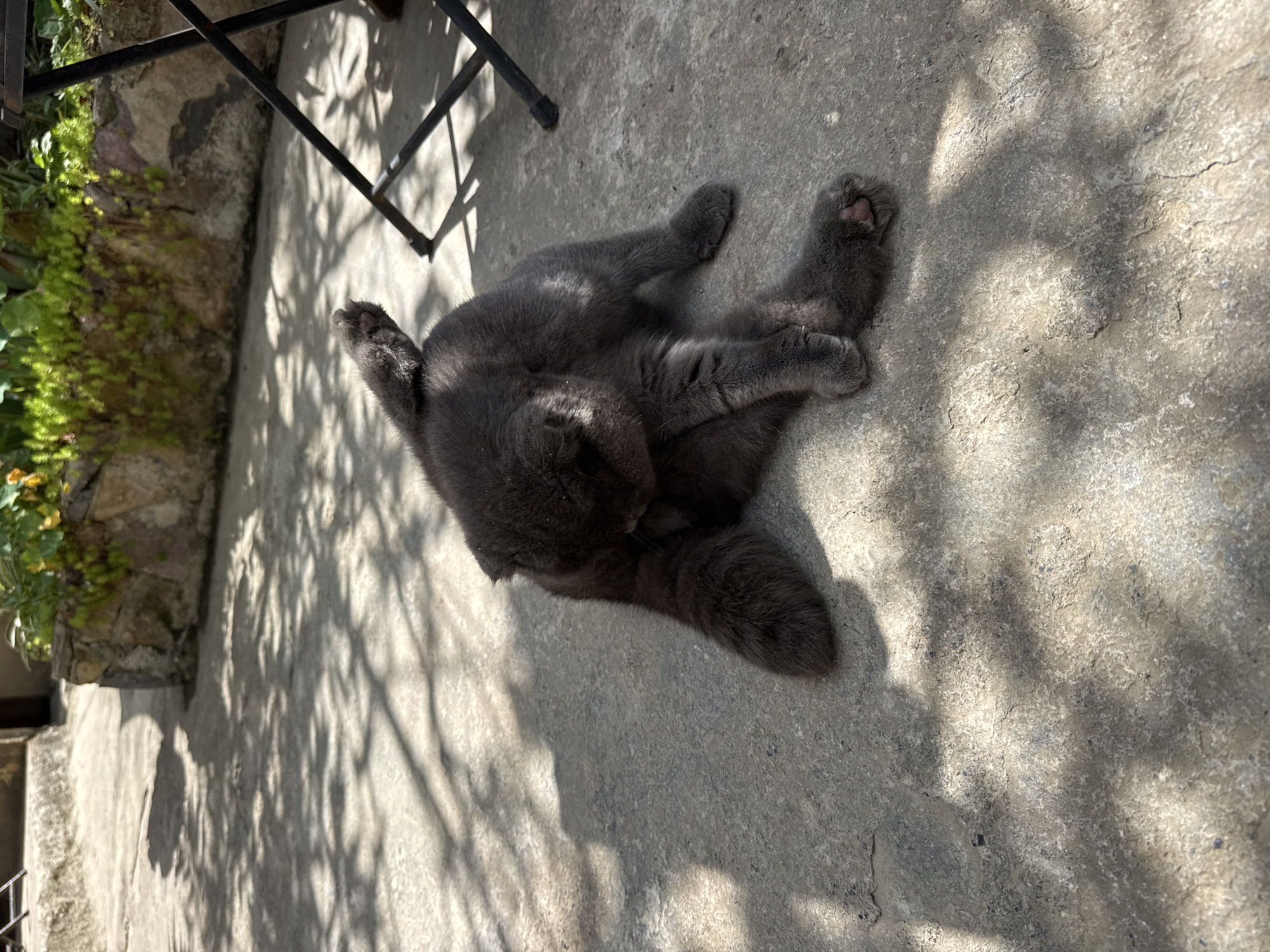 A gray cat lies on a concrete surface, possibly in Lũng Cú Commune, Vietnam. The cat is positioned under the shadow of foliage or trees, interspersed with sunlight. Part of a black metal chair is visible in the upper left corner. A stone wall with greenery is also visible on the left. The cat seems relaxed and possibly grooming. The concrete surface has cracks and variations in color due to the light and shadows.
