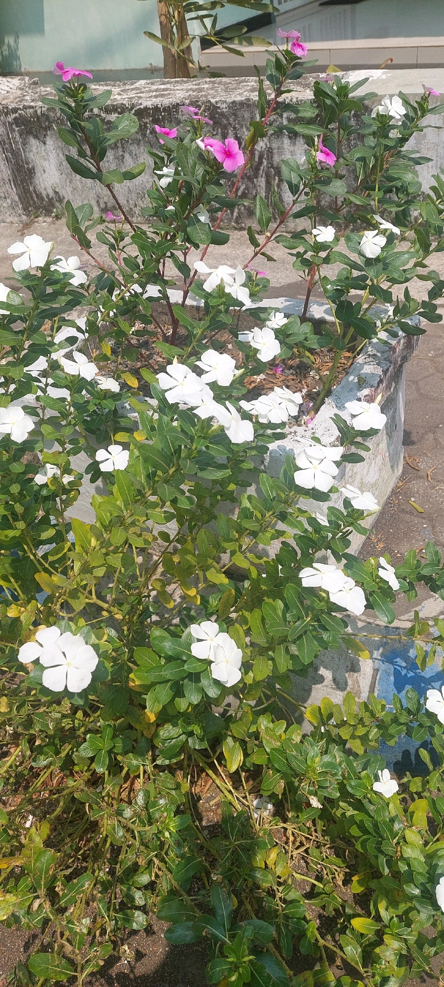 A bright, eye-level shot captures a large planter box filled with vibrant vinca flowers, some white and others pink. The planter, made of concrete, sits on a textured surface that appears to be pavement. Behind the planter, a weathered concrete wall runs horizontally, its surface showing signs of age and possible water stains. Beyond the wall, a lighter-colored building is partially visible, suggesting an urban or semi-urban setting. Sunlight casts shadows from the plants onto the pavement, indicating a daytime scene. The overall impression is of a well-maintained public or private garden space within the city of Lumajang, Indonesia, likely in a backyard or communal area.