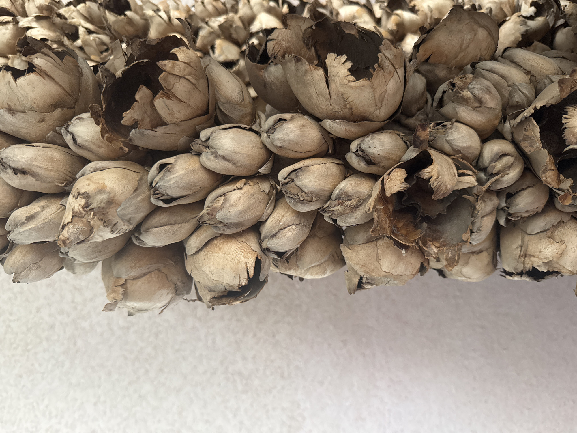 The image is a close-up, overhead shot of dried plant material, likely seed pods or flower buds, arranged in a dense cluster. The material is a uniform light brown color with some darker brown accents and appears dry and brittle. The surface is textured, with visible striations and folds on the individual pods. The background is a plain, off-white surface with a subtle texture, suggesting it may be a wall or fabric. The lighting is even and diffused, casting no strong shadows. There are no people, animals, or any identifiable landmarks within the frame. The context of Bălți, Moldova, is not visually evident from the image itself, as it lacks any specific geographical or cultural markers.