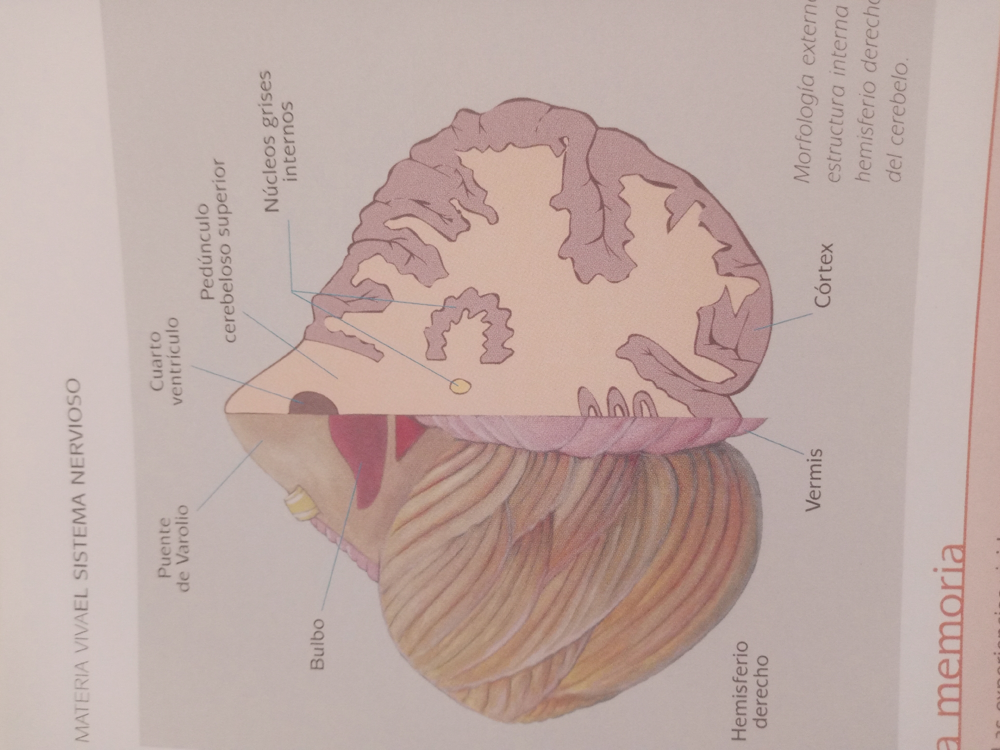 The image displays a diagram of the human brain, with various parts labeled in Spanish. The labels include "MATERIA VIVAEL SISTEMA NERVIOSO," "Puente de Varolio," "Bulbo," "Cuarto ventrículo," "Pedúnculo cerebeloso superior," "Núcleos grises internos," "Vermis," "Córtex," and "Morfología externa, estructura interna, hemisferio derecho del cerebelo." The diagram is colorful, with the brain structure depicted in shades of pink, beige, and brown. There are no people, actions, or interactions visible in the image, nor is there any information about the city of Santa Ana, Venezuela, or any other geographical location. The image is purely illustrative of a biological subject.