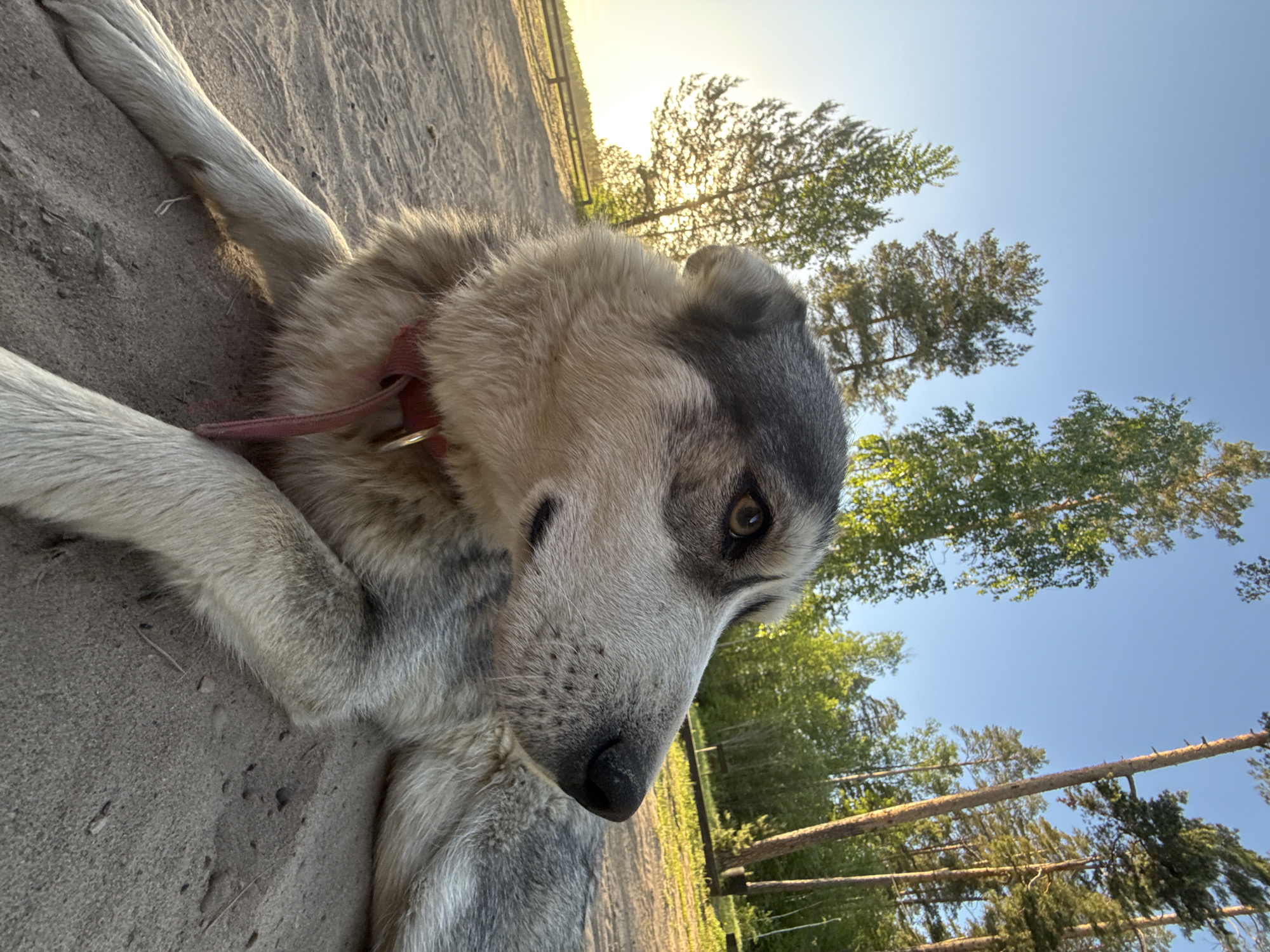 A dog with gray and white fur and a red collar lies on a sandy surface. In the background, trees are visible against a blue sky, with the sun appearing through the foliage. A wooden fence is also present in the scene. The location is likely an outdoor area in or near Novyi, Russia, given the context.
