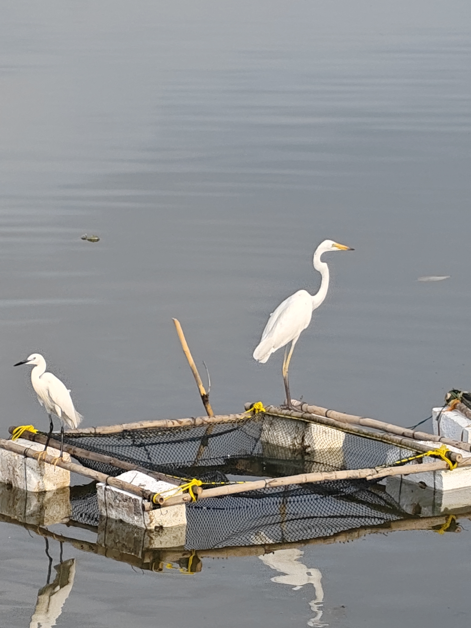 Two white birds, one larger than the other, are perched on a floating structure in a body of water. The structure appears to be a square raft made of light-colored blocks connected by bamboo poles and yellow rope. A dark net hangs below the bamboo frame. The smaller bird is on the left side of the structure, while the larger bird is on the right. Their reflections are visible in the water. The water is calm with a few small objects floating on the surface. The location is Lhokseumawe, Indonesia.