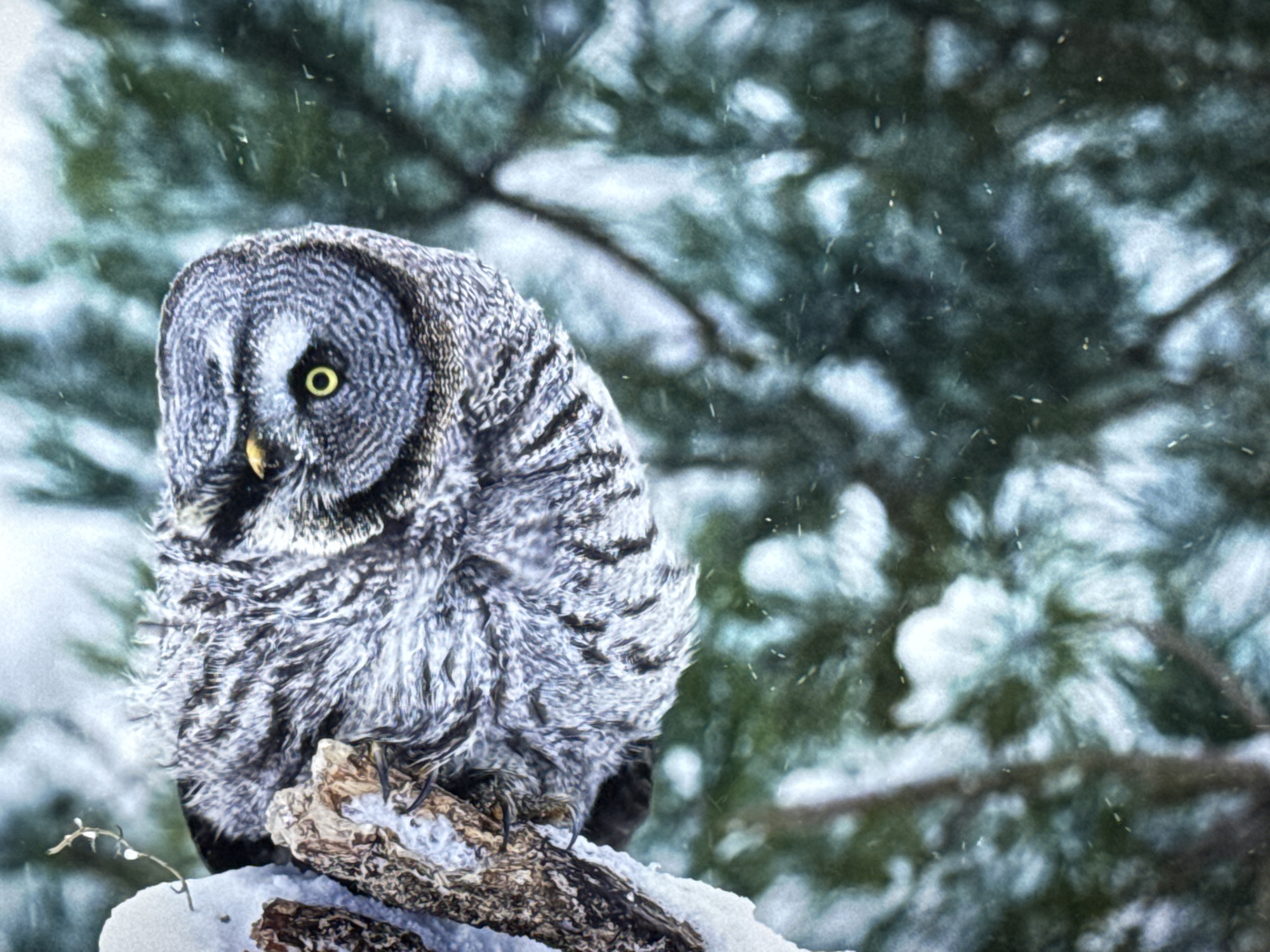 A great gray owl, with distinct yellow eyes and gray and black barred plumage, is perched on a snow-covered branch. The owl's head is turned to its left, its body angled to the right. Falling snow is visible in the background, which consists of blurred evergreen trees. The scene is outdoors, likely in a natural, wooded environment, possibly during winter. There is no information about the city of Burgas, Bulgaria.