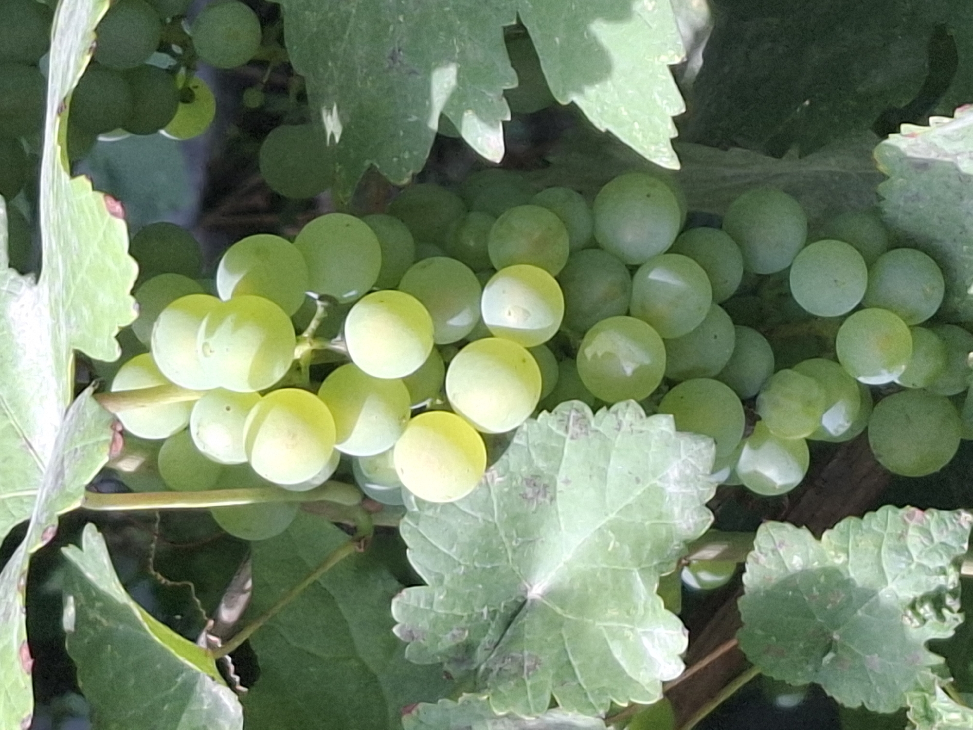 A close-up, eye-level shot captures a cluster of green grapes hanging from a vine, surrounded by large, green leaves. The grapes are small and round, with some showing a translucent quality due to the sunlight filtering through them. A few leaves have reddish-brown spots. The background is a blur of green foliage and dark, vertical shadows that suggest a natural outdoor setting, possibly in a vineyard or garden. The lighting indicates it is daytime, with direct sunlight illuminating some of the grapes and casting shadows. There are no people or animals visible in the image. The image's quality suggests it was taken with a smartphone or a consumer-grade camera. The scene does not contain any specific landmarks or features that would allow for precise localization within the city of Almaty, Kazakhstan.