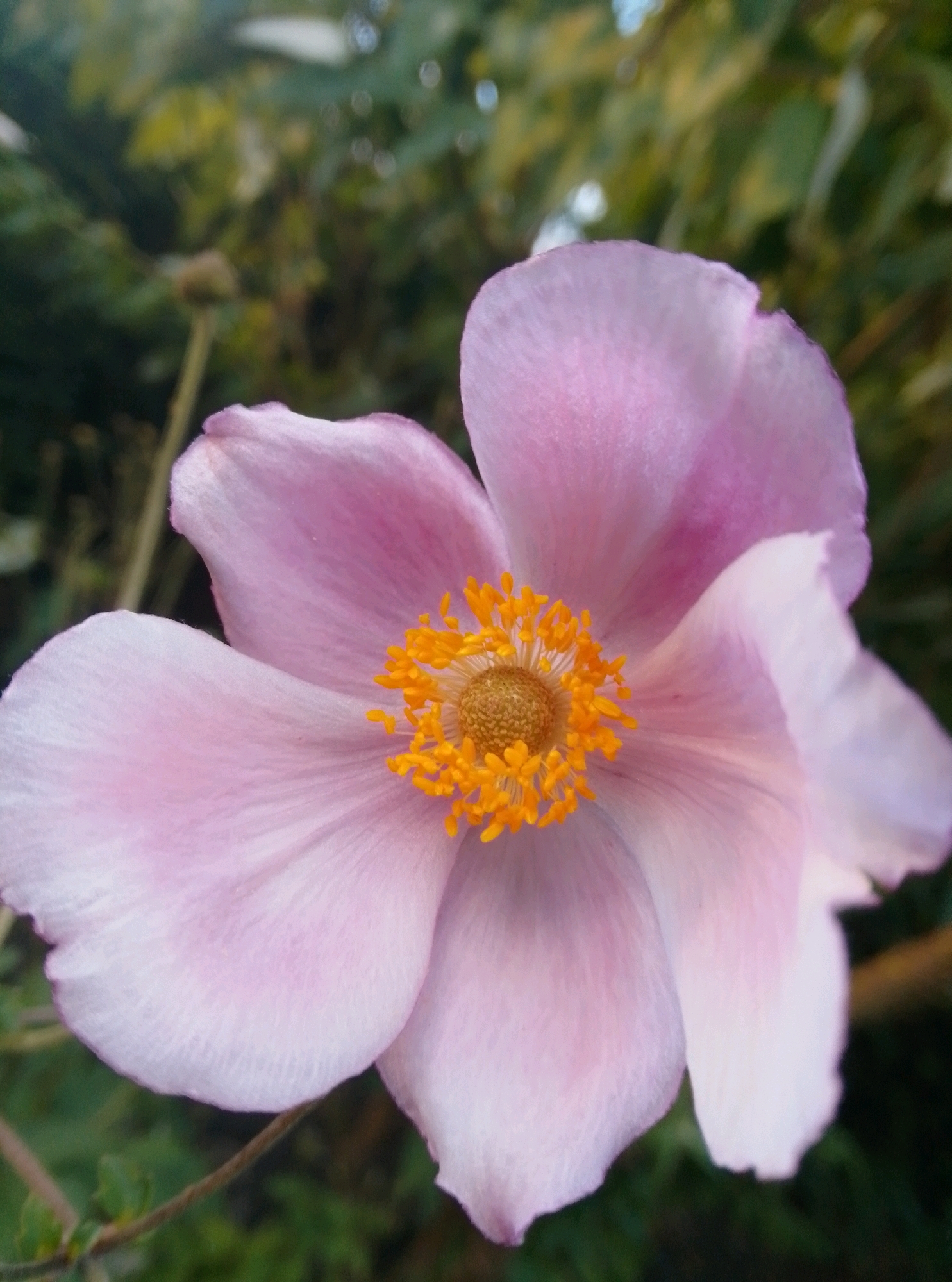 A close-up, eye-level shot captures a pale pink anemone flower in full bloom, set against a soft-focus background of green foliage. The flower's delicate petals, tinged with a deeper pink towards the center, unfurl to reveal a cluster of bright yellow stamens. The stamens form a vibrant, fuzzy halo around the flower's core. The lighting is natural, suggesting an outdoor setting, possibly in a garden or park. The shallow depth of field blurs the background, emphasizing the flower's intricate details. No specific location in Hamburg, Germany can be determined from the visual information provided.