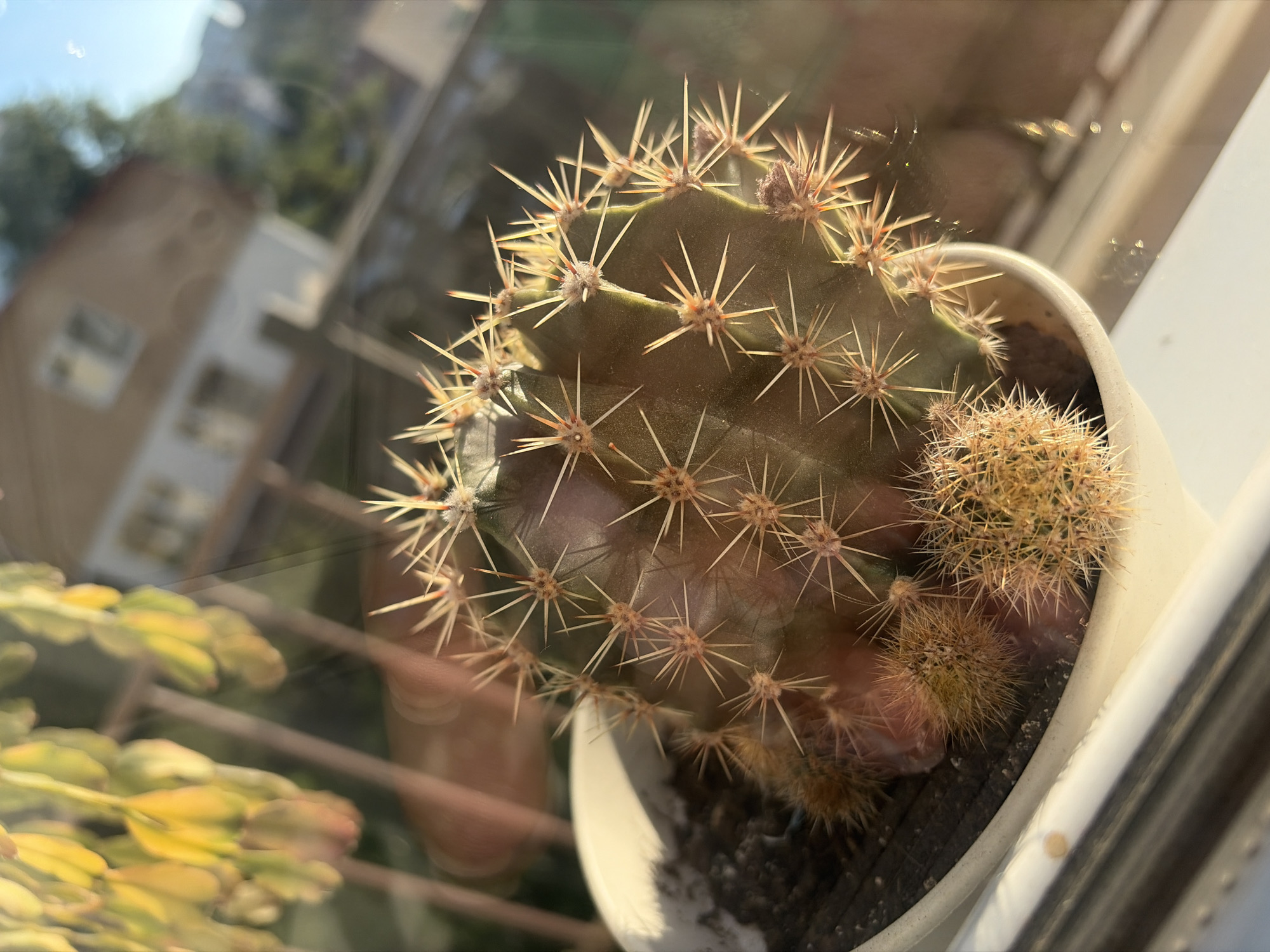 The image displays a close-up of a cactus plant in a white pot, viewed through a window, evident by various reflections. The main cactus is dark green with prominent, sharp, light-colored spines arranged in neat rows along its ribbed surface. Several smaller cactus pups, with a denser, fuzzier covering of golden-brown spines, are growing from the base of the larger plant, clustering towards the right side of the pot.
The reflections on the window glass obscure parts of the background and foreground. In the upper left, a blurred reflection of a light-colored building with windows and surrounding green trees is visible, suggesting an outdoor urban or suburban setting. The upper right corner shows bright, hazy light, possibly the sun or sky. In the lower left, there's a blurry reflection of another plant with segmented, yellowish-green foliage.
The scene is brightly lit by natural light, indicating it is daytime. The sunlight accentuates the texture and color of the cactus spines. There is no specific activity taking place, nor is any text visible. The location context provided for the image is Sochi, Russia.