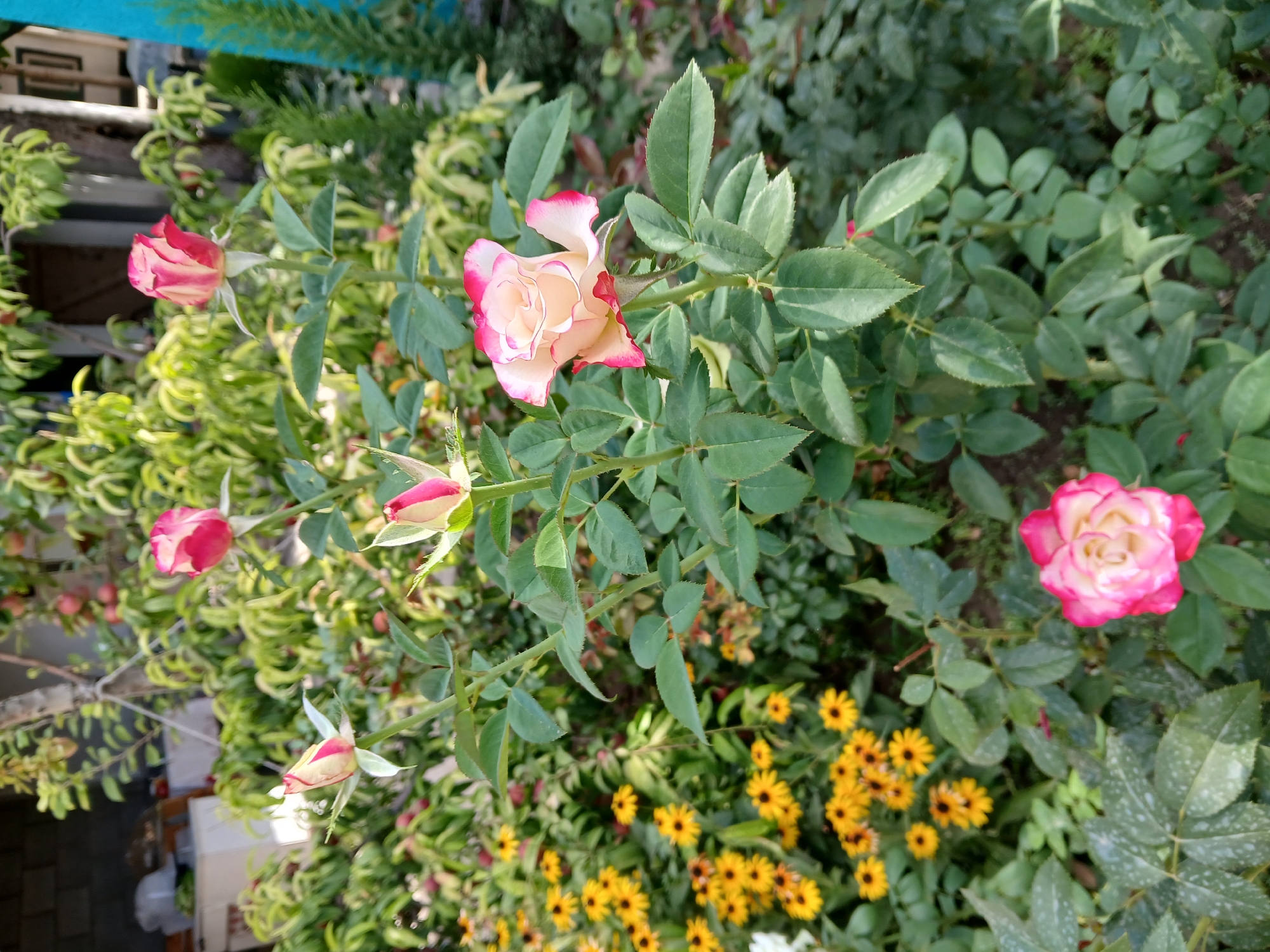 This image depicts a rose bush with multiple blooms and buds in various stages of opening. A fully opened rose in the foreground displays creamy white petals with delicate pink edges. Above it, another rose is partially opened, showing a similar color pattern. Several rosebuds, some with pink tips, are also visible on the stems. In the background, a cluster of small yellow flowers with dark centers is present, interspersed with green foliage and the leaves of the rose bush. The overall scene suggests an outdoor garden setting with a mix of flowering plants. The location is identified as the city of Koktal, Kazakhstan.