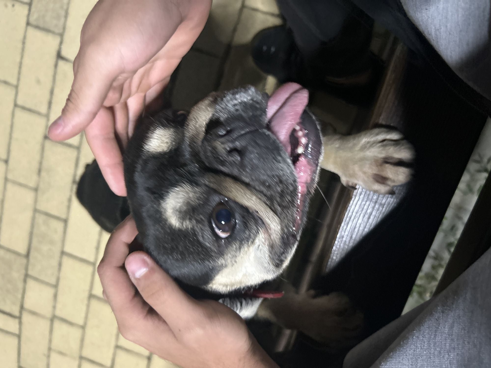 The image depicts a brachycephalic dog, possibly a Pug, with distinctive black and tan fur markings, being petted by two human hands. The dog has large, dark eyes with visible whites and its pink tongue is extended, resting over its lower jaw, revealing small white teeth. Two human hands are positioned on either side of the dog's head, appearing to gently hold or stroke it. The hands are fair-skinned and show no distinguishing jewelry or tattoos. In the lower portion of the frame, two distinct sets of human legs are partially visible: one wearing grey athletic pants on the left, and another wearing dark trousers or jeans on the right. The dog appears to be sitting or standing on a dark, possibly wooden, surface such as a bench, with its front paws visible. The background consists of light-colored rectangular paving stones or tiles, suggesting an outdoor public space. Below the bench, out-of-focus green foliage is visible. The lighting is moderate, with some soft illumination on the dog's face. The specific location within Dzhebel, Bulgaria, such as a street or landmark, is not identifiable from the visual information provided in the image.