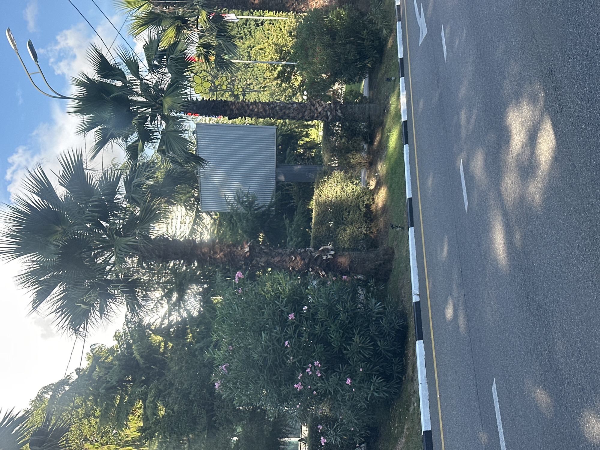 This image depicts a roadside scene in Sochi, Russia, characterized by lush vegetation and a bright sky. In the foreground, an asphalt road is visible with white lane markings and a yellow line separating lanes. The road is bordered by a curb with alternating black and white sections, leading to a grassy area. Beyond the grass, a dense green bush with small pink flowers is prominent. Behind the bush, a mature palm tree stands tall, its textured trunk reaching upwards. Further back, another palm tree is visible, along with a tall, narrow structure with a corrugated metal surface, resembling a billboard. A street lamp with two lights extends over the scene from the right. The background is filled with various trees and foliage, creating a natural and verdant environment. The sky is a clear blue with scattered white clouds, and sunlight casts dappled shadows on the road. There are no people visible in the image.