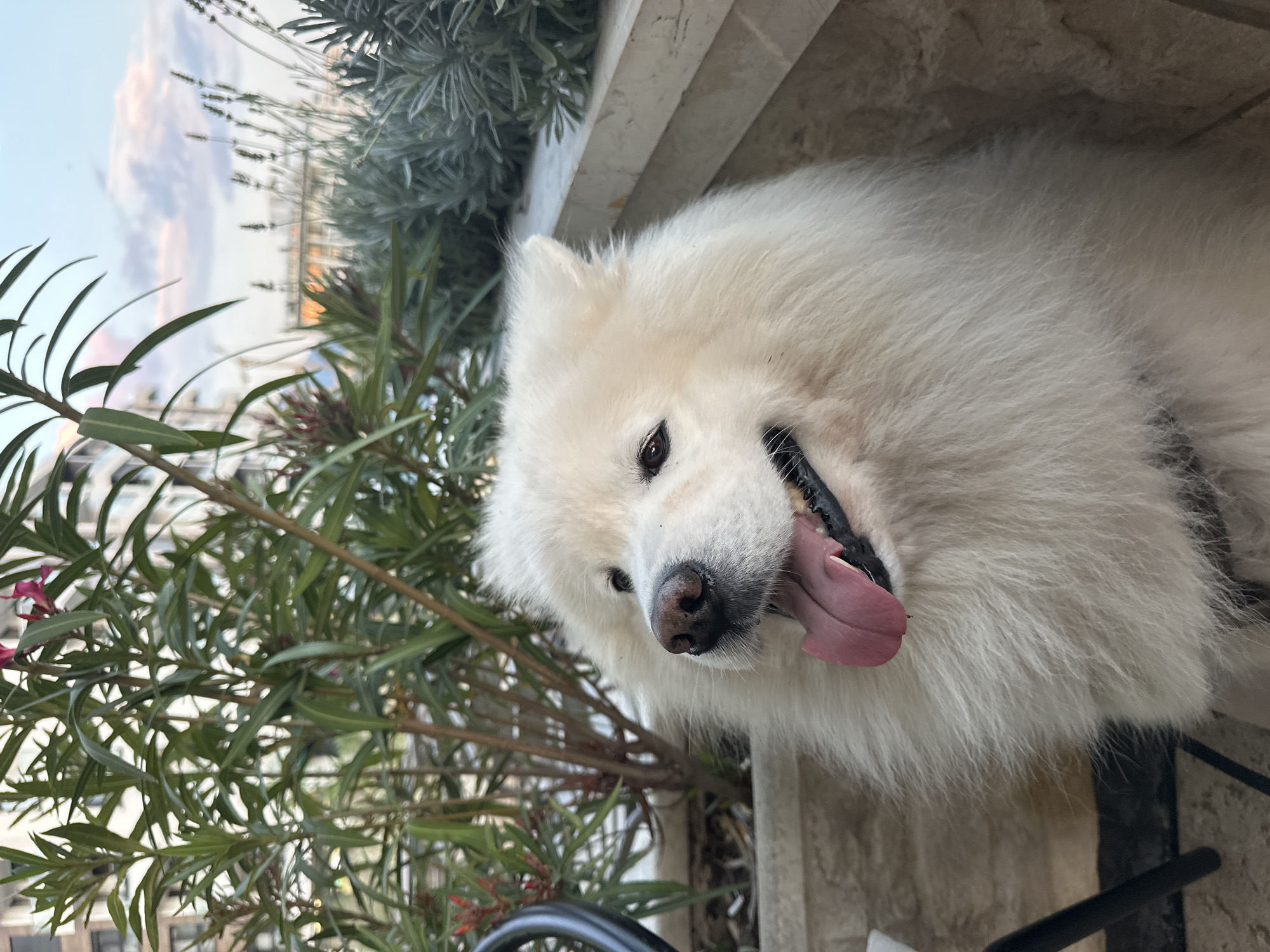 A white Samoyed dog lies with its tongue out, panting, near a potted plant with green leaves and small pink flowers on a balcony. The background includes a view of buildings and sky. The location is potentially Šušanj, Montenegro.