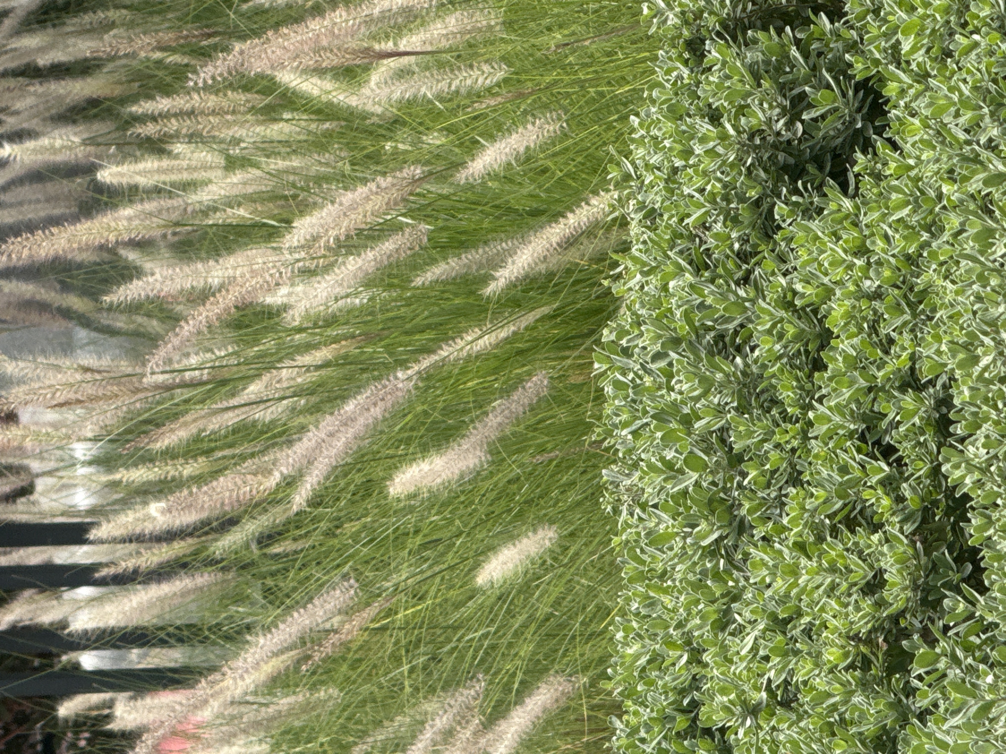The image shows a landscape scene in Dubai, United Arab Emirates. The right side is dominated by a dense bush with small, variegated green and white leaves. To the left of the bush is ornamental grass with feathery, wheat-colored plumes. Some dark horizontal lines, possibly a fence, are visible amidst the grass. The scene is outdoors and appears to be taken during daylight.