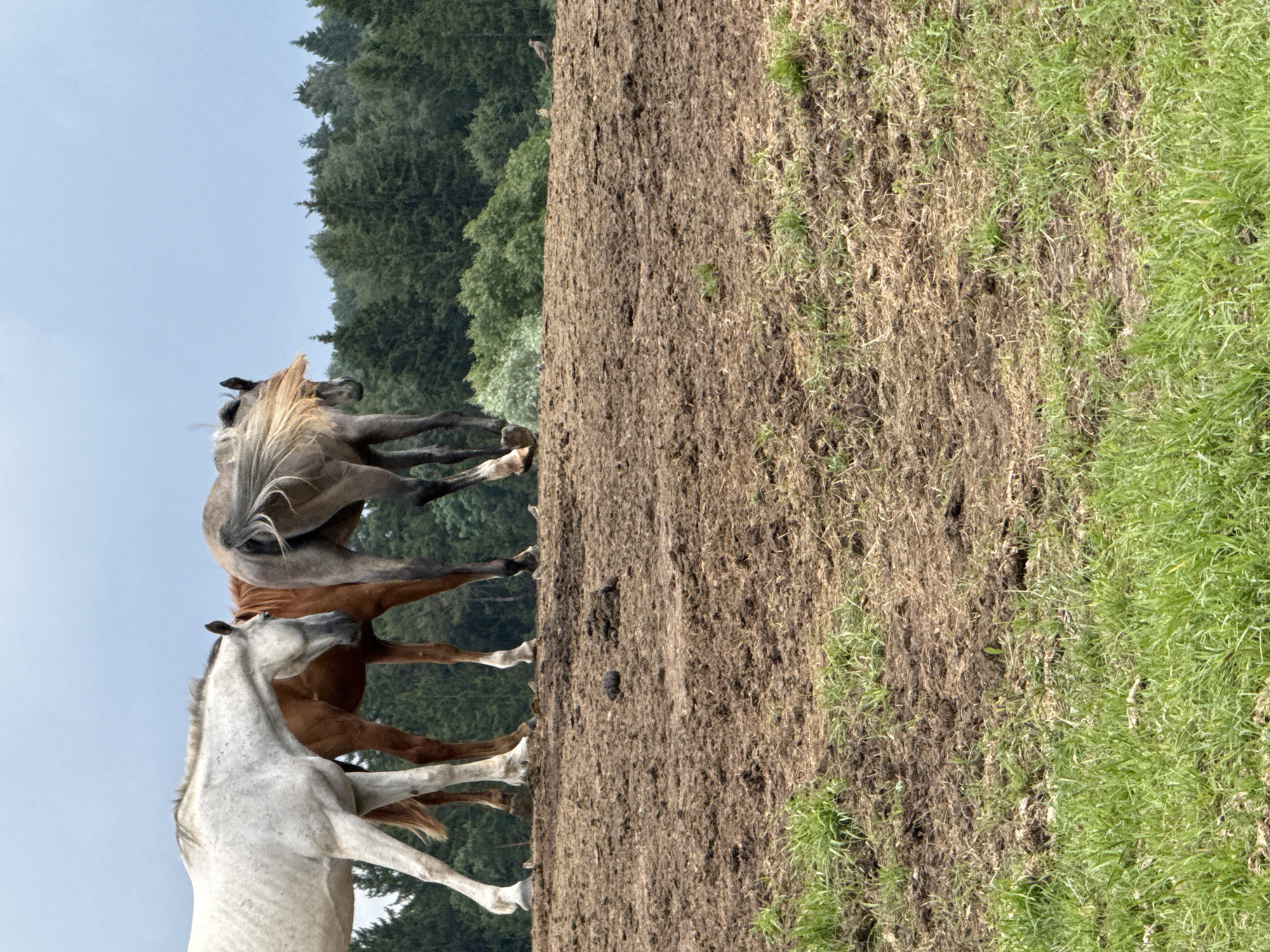 The image captures three horses standing in a field in Galinė, Lithuania. The horses are positioned from left to right: a light gray horse, a chestnut horse, and a dark gray horse. The light gray horse is facing left, the chestnut horse is partially obscured by the gray horses and facing towards the right, and the dark gray horse is facing away from the viewer, towards the right. Their tails are visible. The ground beneath them is predominantly brown, muddy earth, with patches of dry grass and some green grass in the foreground. In the background, a dense forest of green trees extends across the horizon under a hazy, overcast sky. There are no people visible in the image.