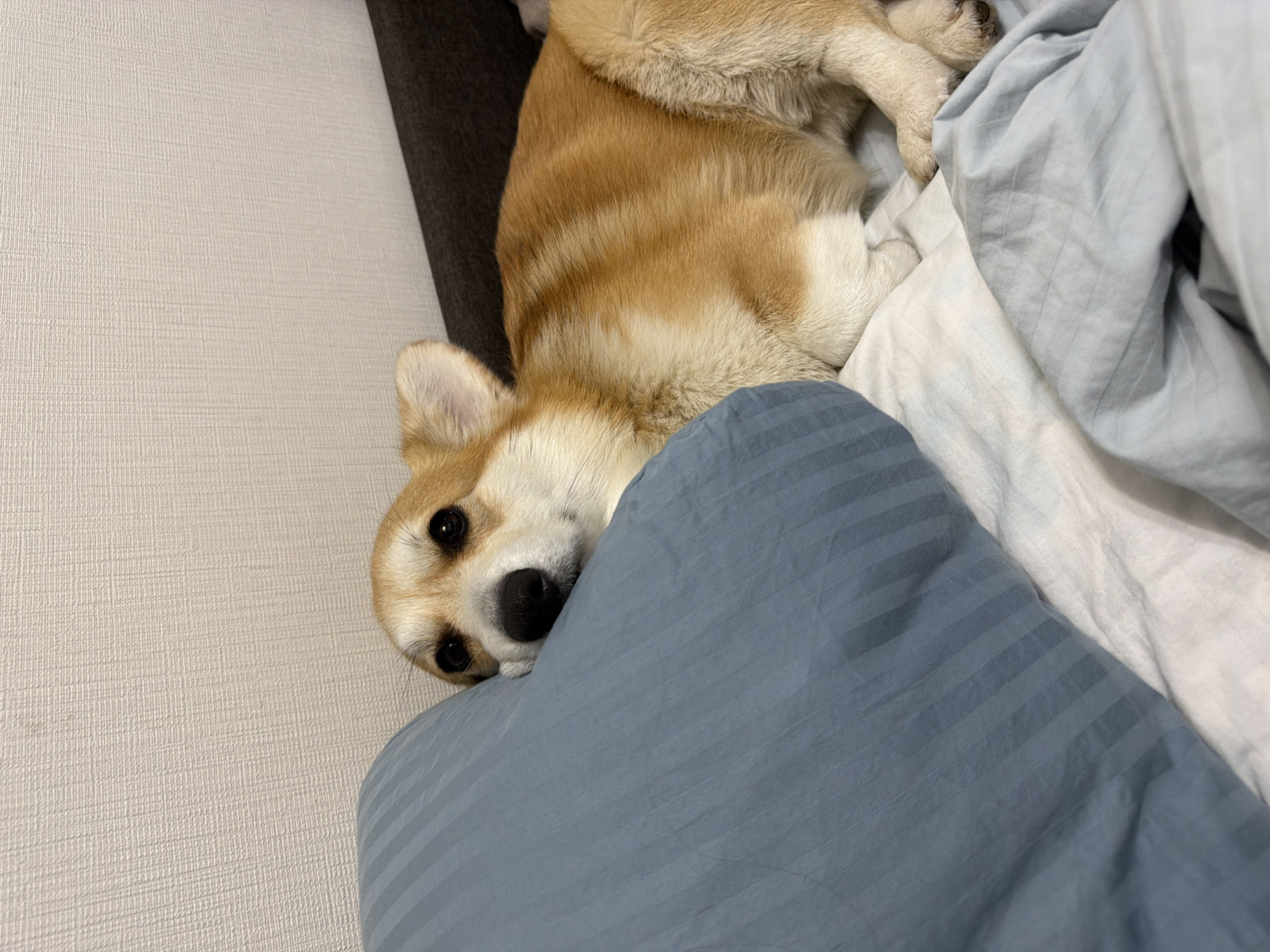 A dog, presumably a Corgi, lies upside down on a bed with light blue and white bedding. The dog's head is near the edge of the bed. The location is unknown, but the prompt mistakenly specifies Chaikovsky, Russia. The image does not provide evidence to verify this location.