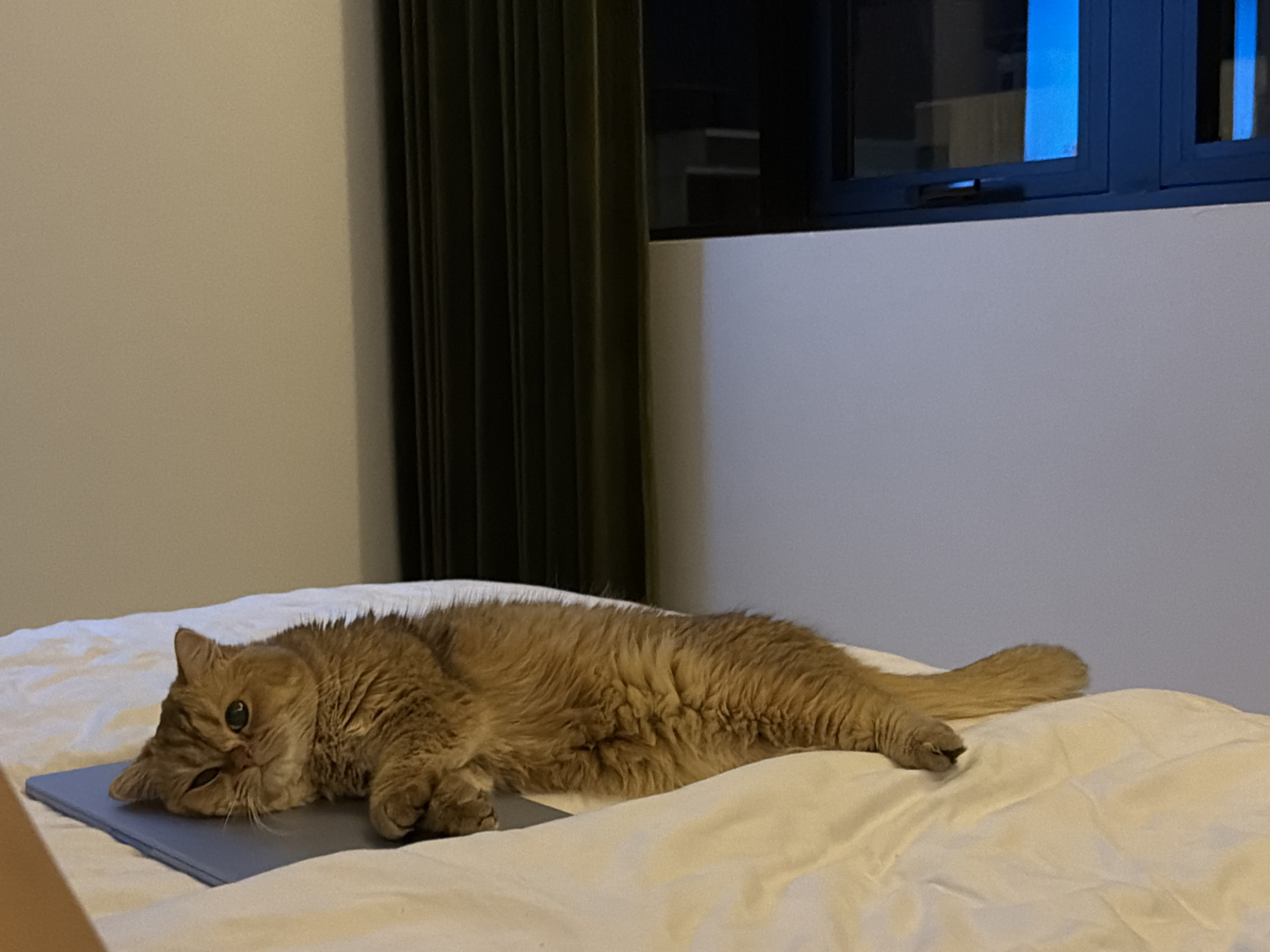 An orange long-haired cat is lying on a white bedspread, with its head resting on a blue tablet device. The cat's eyes are partially closed, and its body is stretched out. The background consists of a beige wall and a dark green curtain. A window with blue reflections is visible to the right. The scene appears to be indoors, likely a bedroom. The image does not provide any information about its location in Da Nang, Vietnam, nor does it depict any people or interactions.