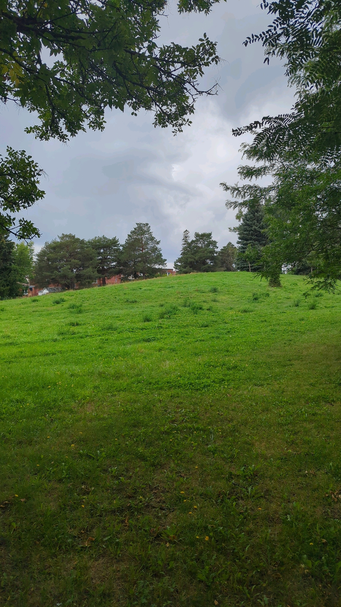 This is a vertical, eye-level, medium shot of a grassy hill under a cloudy sky. The foreground is dominated by a lush green lawn with scattered patches of darker grass and some small yellow wildflowers. The hill slopes upwards towards the background, where a line of coniferous and deciduous trees forms a treeline. Behind the trees, parts of a brick building with white windows are visible, suggesting a residential or institutional setting. The sky is overcast, with dramatic grey clouds dominating the upper portion of the image. The edges of the frame are partially obscured by dark green tree branches, adding a natural framing effect. No people or animals are present in the scene.
