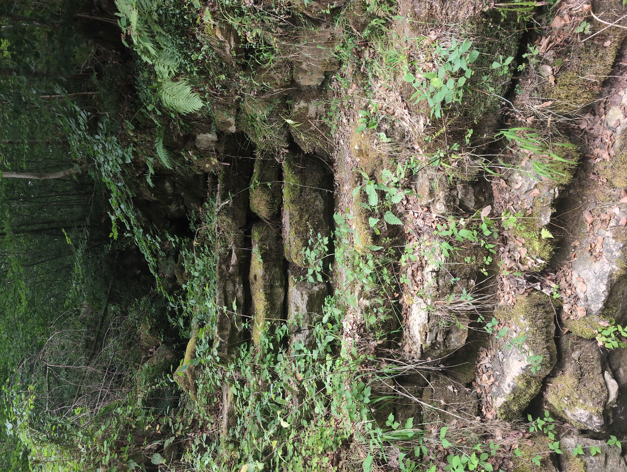 The image shows a moss-covered stone staircase leading upwards through a dense forest. The steps are irregular and appear to be made of large, rough-hewn stones. Green plants and vines grow over and around the steps, with fallen leaves scattered on the ground. The surrounding environment is lush and verdant, with tall trees and thick undergrowth. The lighting suggests an overcast day or a shaded area within the forest. There are no people or animals visible in the scene.
