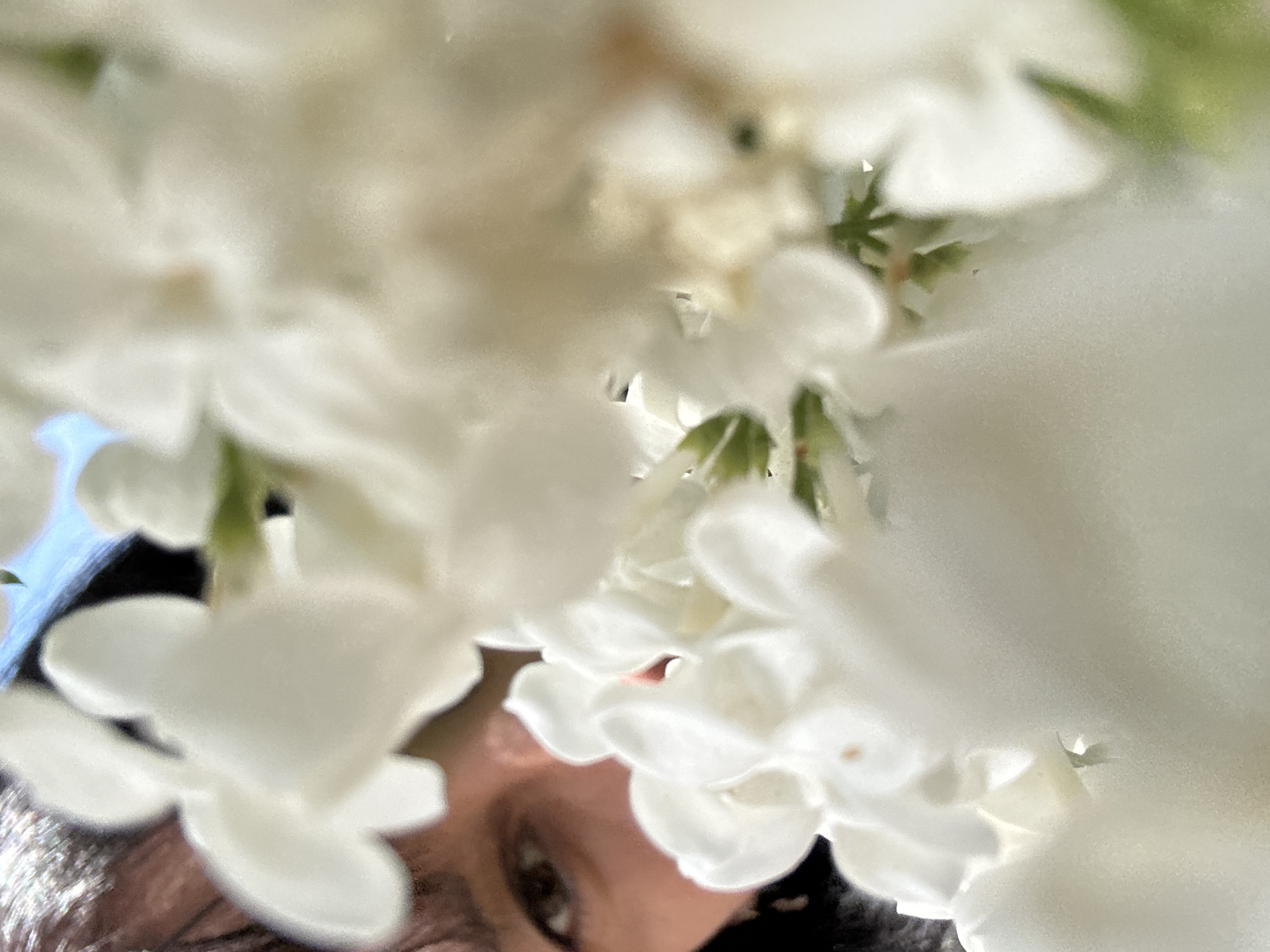 A low-angle, close-up shot shows white flowers obscuring most of a person's face. The eye is visible between the flowers. The city and specific location are unknown.