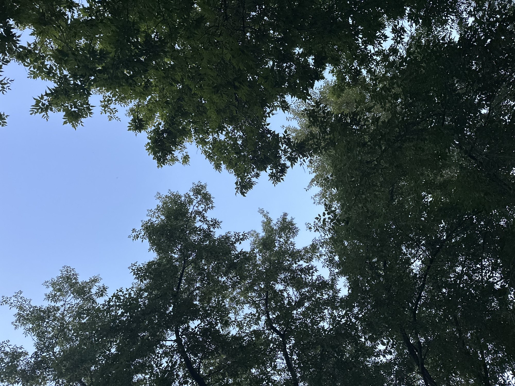 This is an upward-facing, eye-level, medium shot of a clear, bright blue sky framed by the dark green leaves and branches of trees. The foliage creates a canopy effect, with the trees dominating the foreground and midground, while the sky is visible in the spaces between them. The lighting suggests a daytime scene, likely with the sun overhead. There are no people, buildings, or other man-made structures visible. The location is Unknown, Unknown.