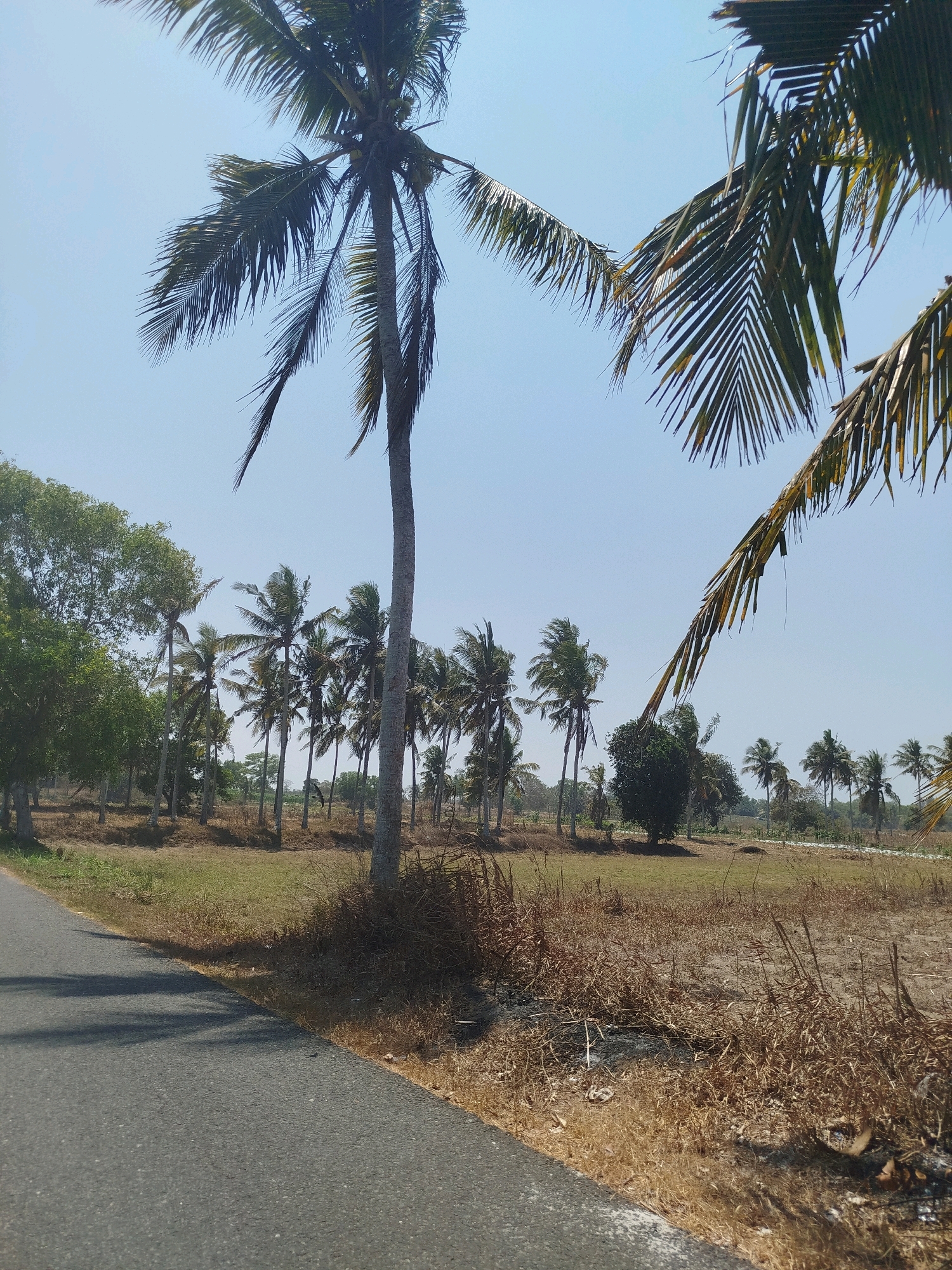 The image shows a rural road in Setrojenar, Indonesia, with numerous coconut trees lining the landscape. The road is paved and curves to the left. The area adjacent to the road is dry and covered in sparse, brown vegetation. Beyond the dry grass, there is a field with more coconut trees, some of which are closer to the foreground and appear to be taller than the rest. A few deciduous trees are also visible on the left side of the image, interspersed with the coconut palms. The sky is clear and blue, suggesting a sunny day. There are no people or animals visible in the scene.
