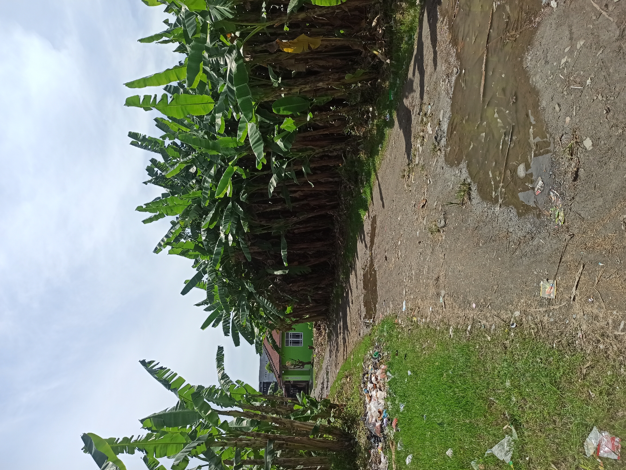 In the city of Medan, Indonesia, an outdoor scene unfolds along a dirt path lined with lush banana trees. The path is uneven, with puddles of water suggesting recent rain, and scattered debris. To the left of the path, a patch of green grass is covered with an accumulation of plastic bags and other garbage. Further down the path, a small, vibrant green house with a red roof stands out, its white-framed windows contrasting with the foliage. The sky above is bright and partly cloudy. The image captures a rural or semi-rural setting, possibly on the outskirts of Medan, where natural elements like banana plantations coexist with signs of human habitation and waste disposal issues.