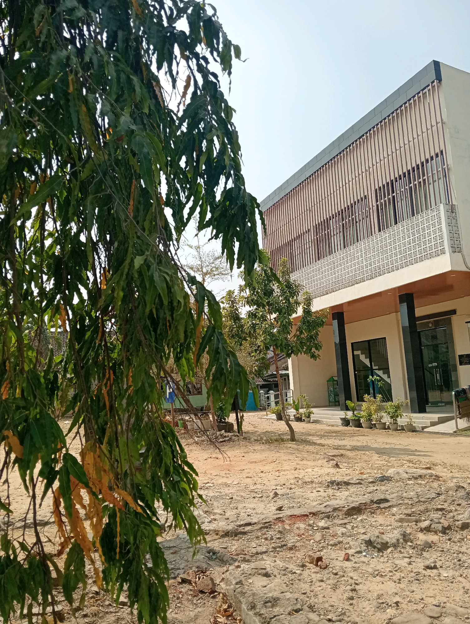In the city of Pringsewu, Indonesia, a modern, multi-story building with a light-colored facade and a decorative slatted roof is partially obscured by the foliage of a large, leafy tree in the foreground. The building features dark-framed windows and a patterned decorative panel on the second story. In front of the building, a paved walkway leads to glass doors, with several potted plants lining the entrance. The ground in front of the building and extending into the foreground is uneven and composed of dirt, gravel, and scattered stones, suggesting an outdoor area under construction or undergoing landscaping. The sky is clear and bright, indicating daylight.