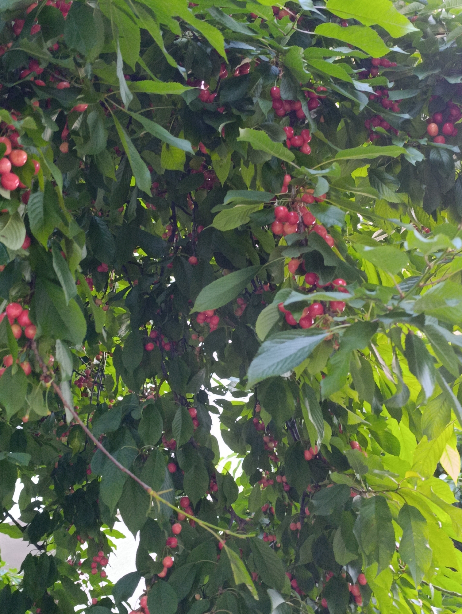 The image depicts a close-up view of a cherry tree laden with ripe cherries and lush green leaves. The cherries are predominantly a vibrant red, with some appearing slightly lighter or darker depending on the light. They are clustered together on thin stems, hanging in abundance amidst the foliage. The leaves are broad and ovate, with serrated edges, and they create a dense canopy that partially obscures the cherries. The overall impression is one of a bountiful harvest. The image's metadata suggests it was taken in Razgrad, Bulgaria. There are no people or discernible human activity visible in the frame. The environment appears to be outdoors, likely a garden or orchard, given the presence of a fruit-bearing tree.